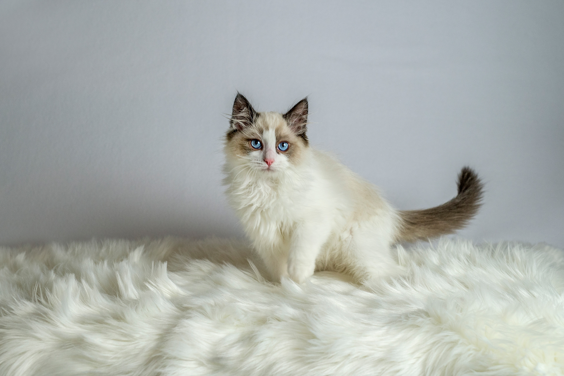 Ragdoll kitten on furry floor portrait photo
