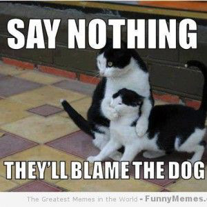cats, kitty, kitties, funny, funnies, meme, dog, blame, animals, pets, photography
