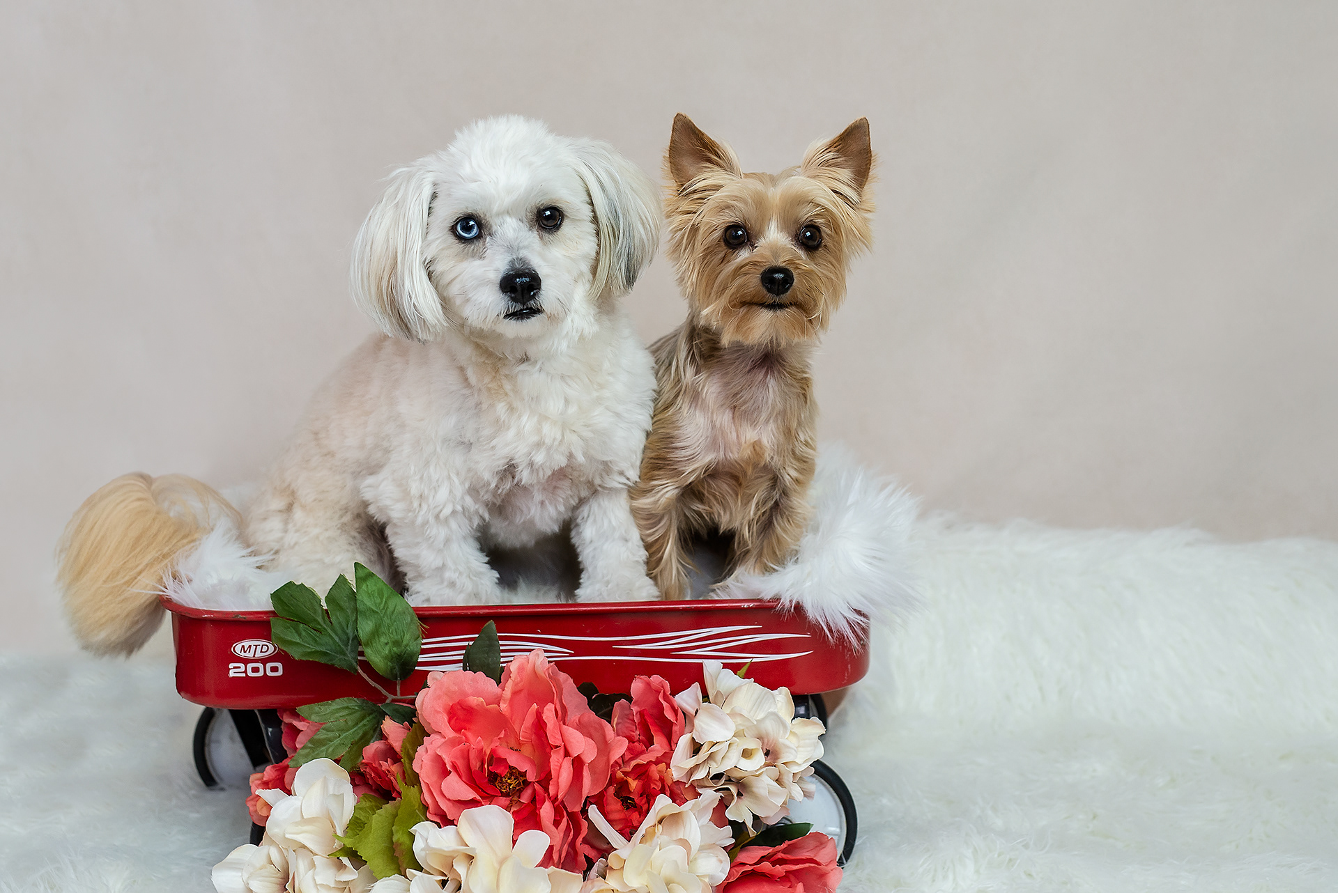 Two dogs in a little red wagon with flowers