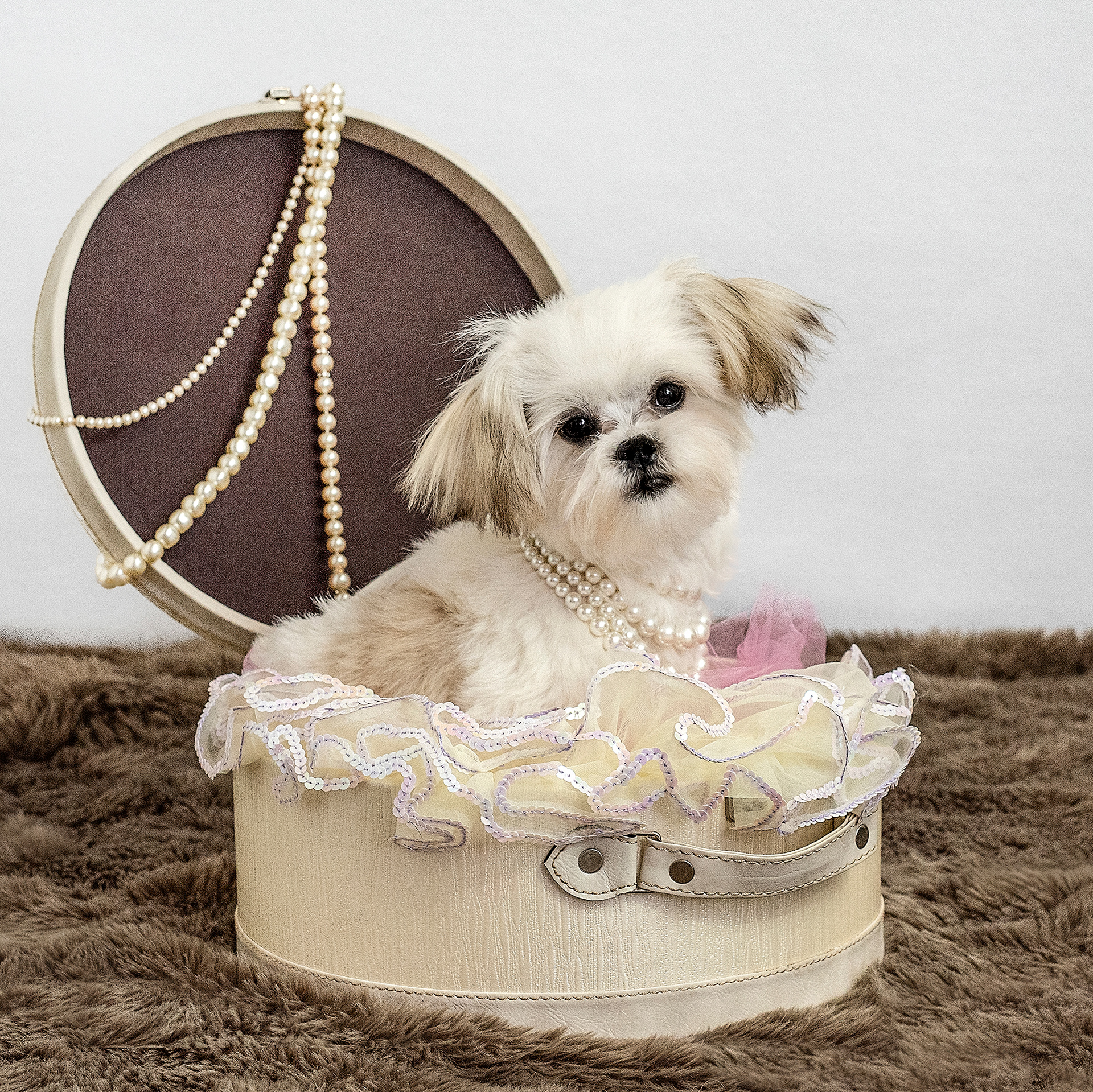 dog, doggy, doggie, pup, puppy, Pekinese, Maltese, white, fur, furry, fluffy, girly, pearls, tulle, tutu, ruffles, sequins, pose, posing, supermodel, hatbox, photo, portrait, pet, pet photograph, pet photographer, oregon coast photographer