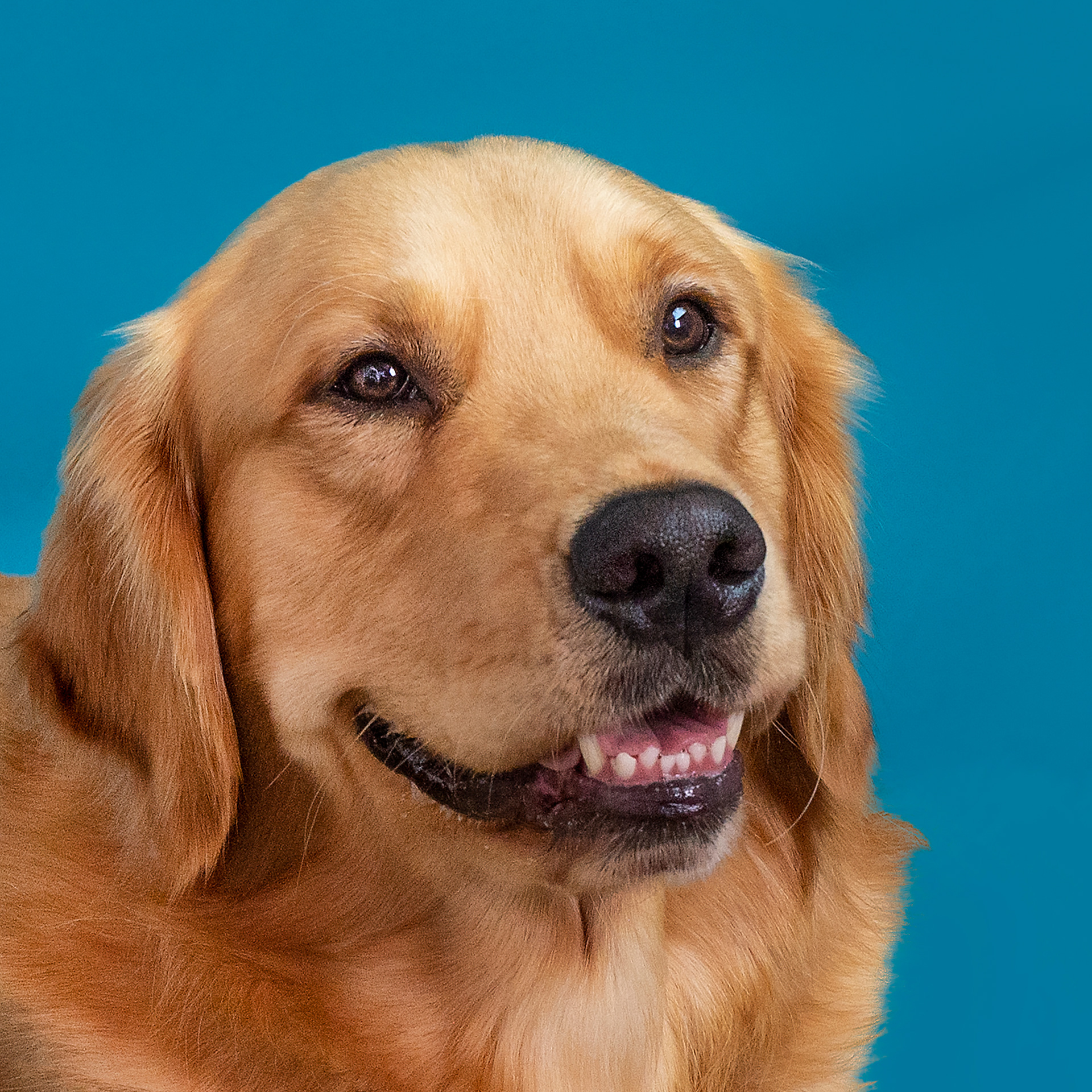 Golden Retriever dog head shot