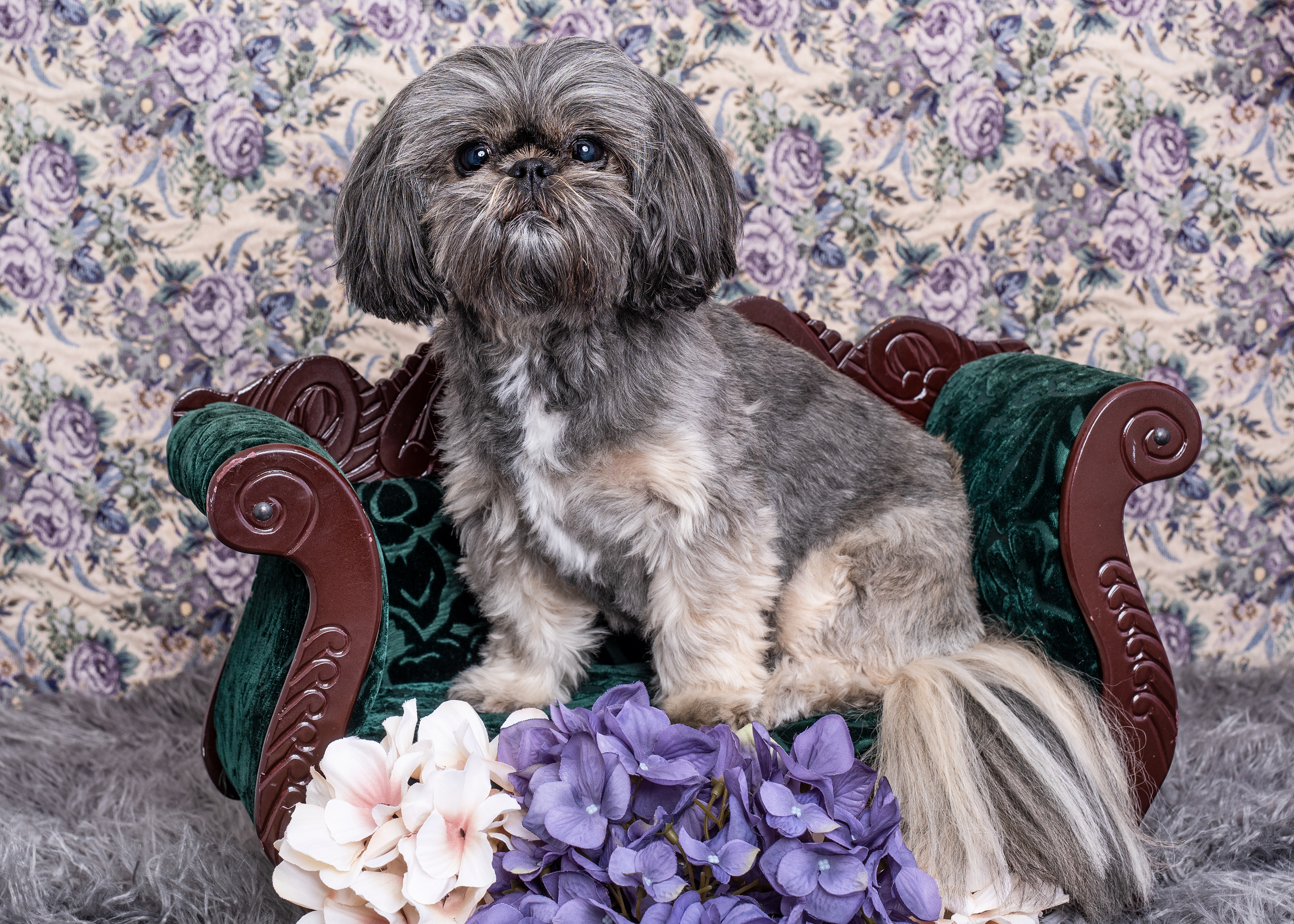 dog, doggie, canine, fur, furry, shih tzu, girly, flowers, photo, pet, photography, portrait