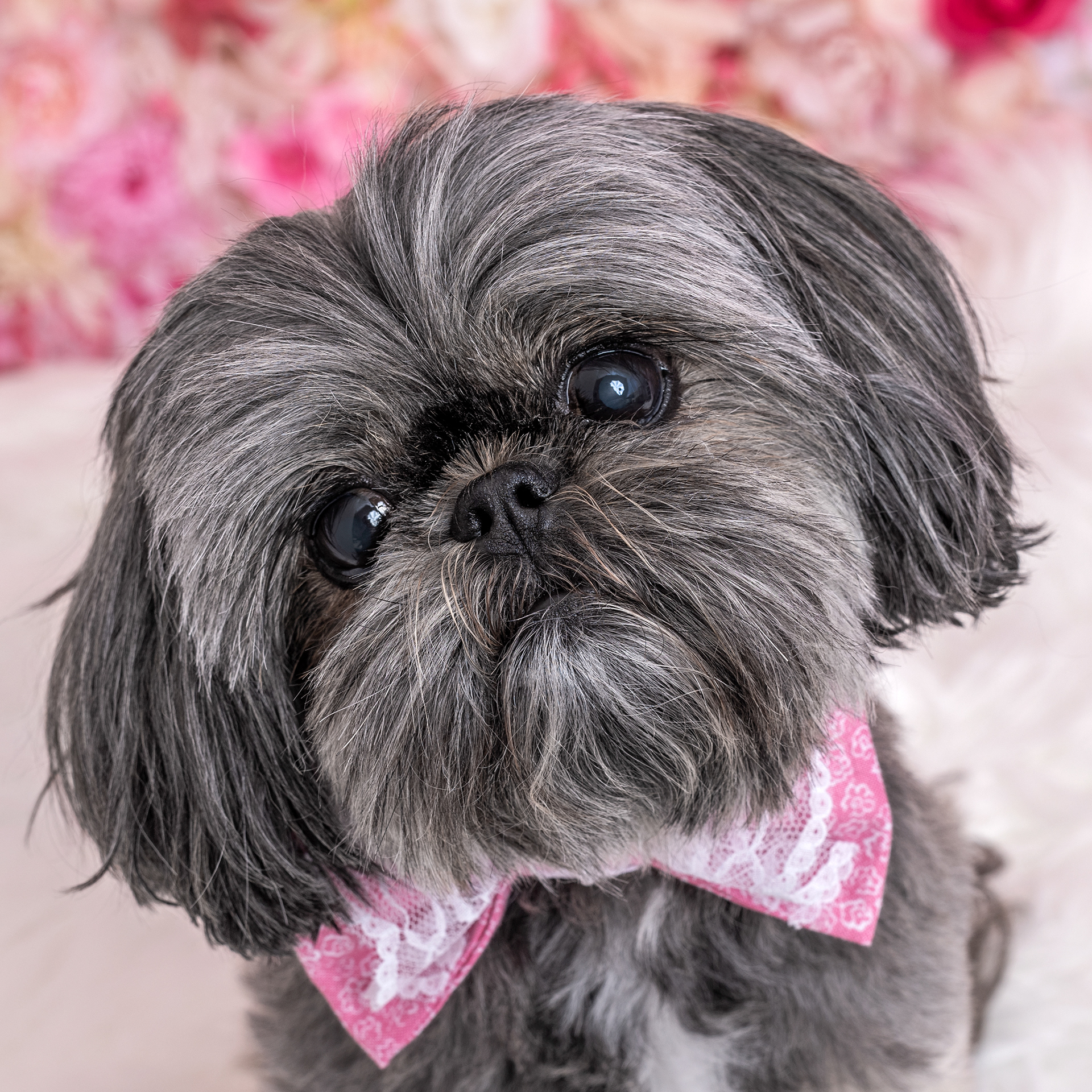 dog, doggie, canine, fur, furry, shih tzu, girly, flowers, photo, pet, photography, portrait