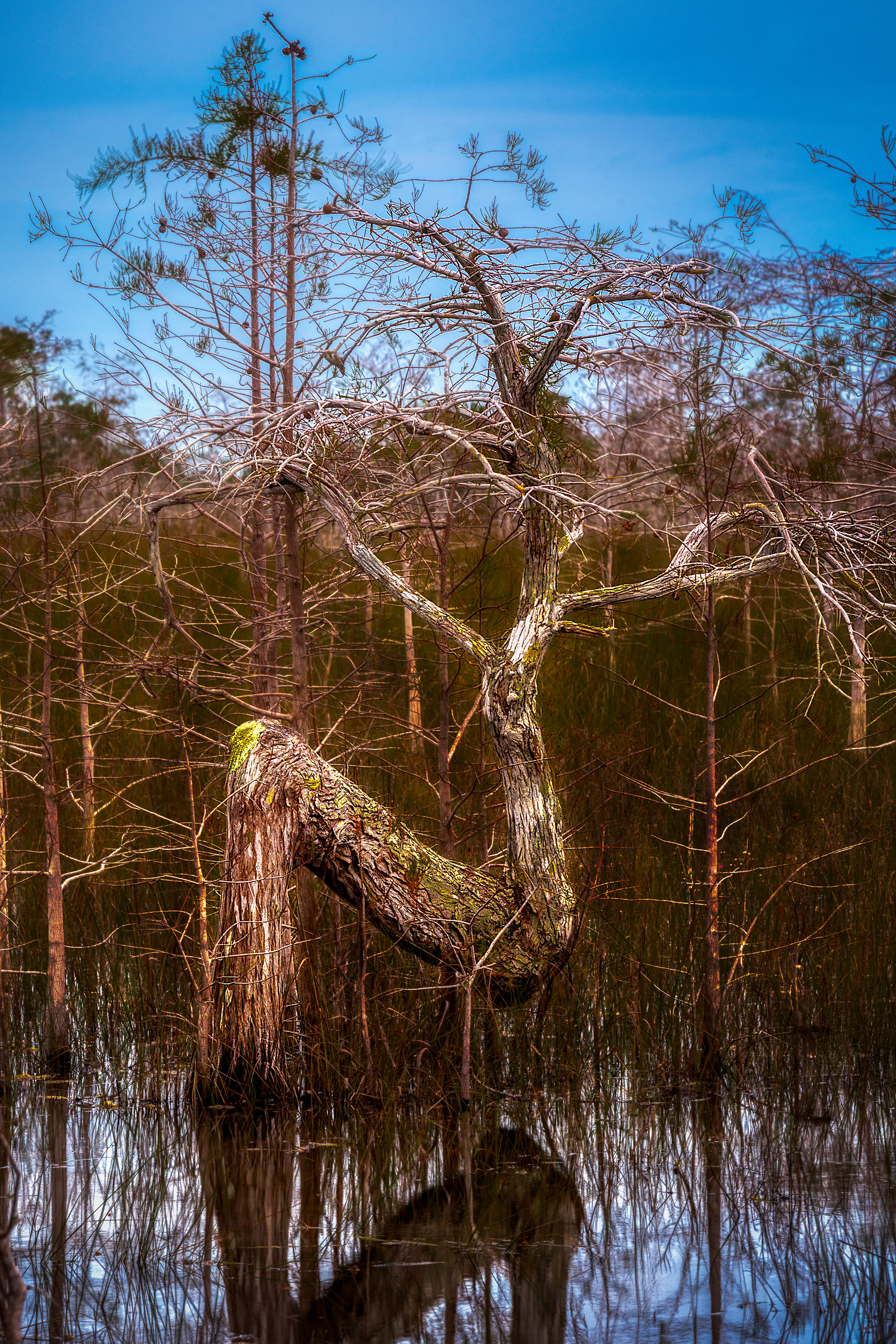 The Famous Tree from the Everglades
