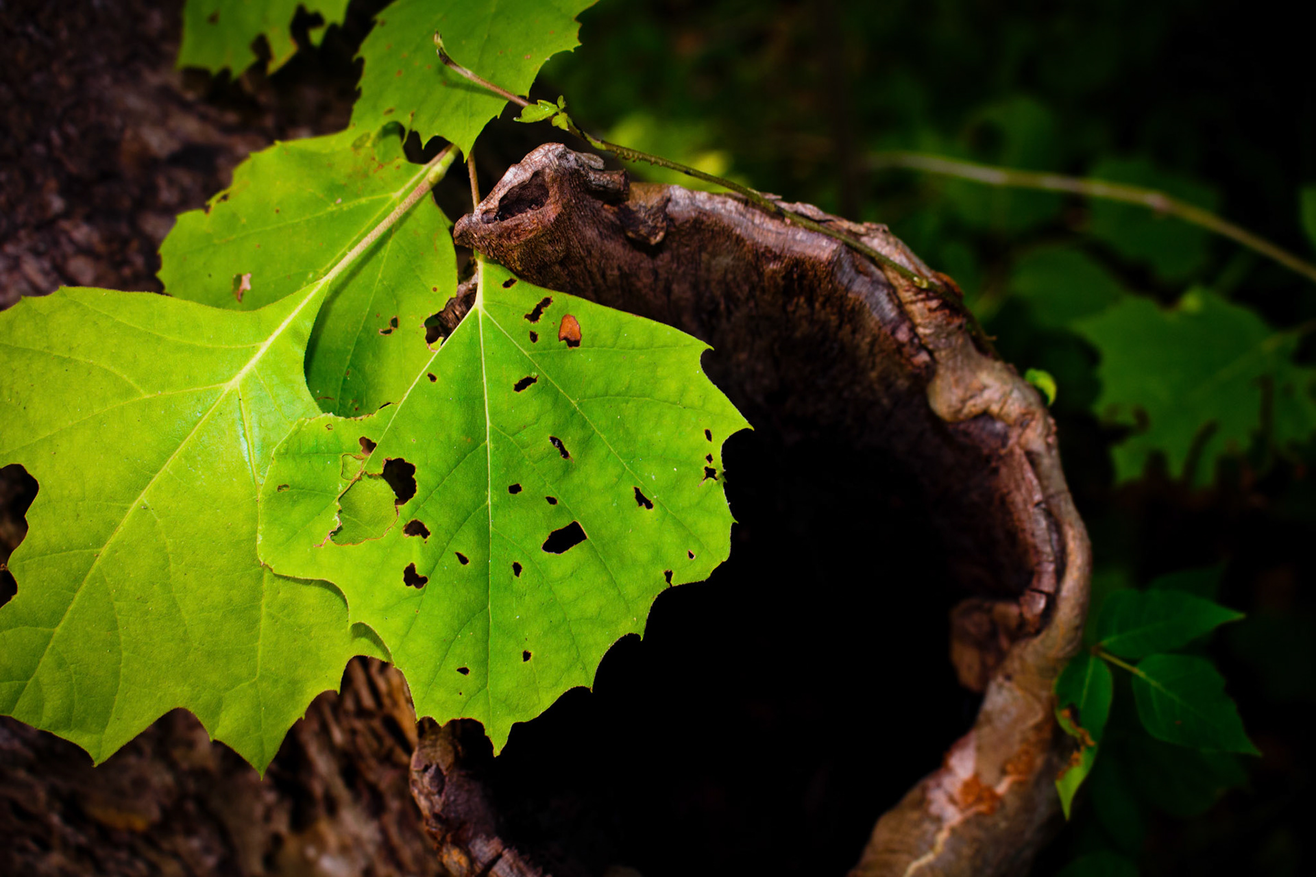 A shot taken from the Lone Star Hiking Trail in the Sam Houston National Forest.