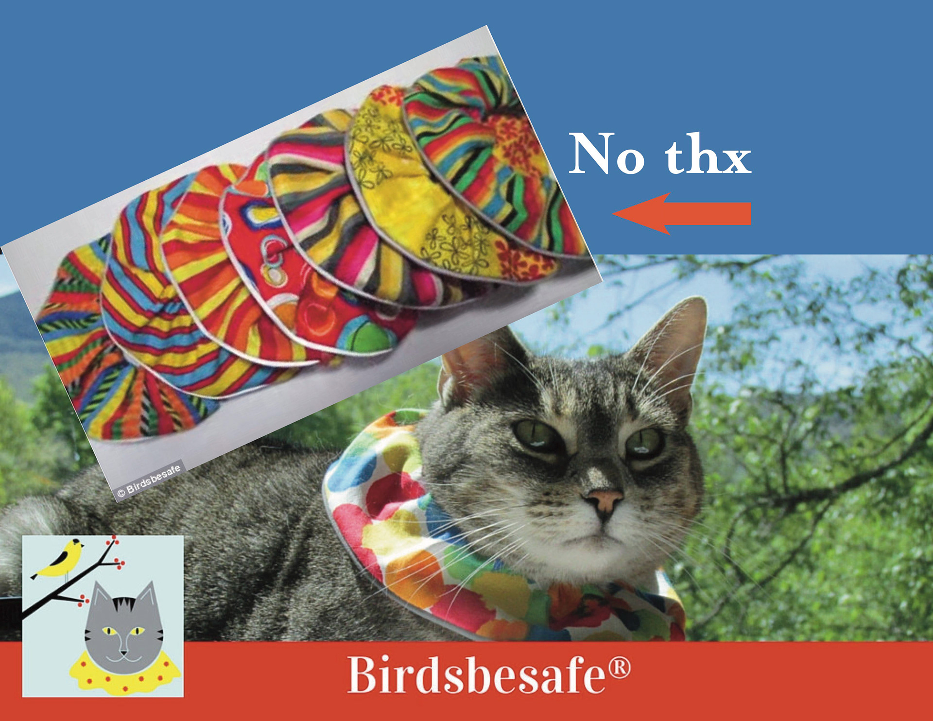 Sara DeLessio Bird Vision Cat Collar