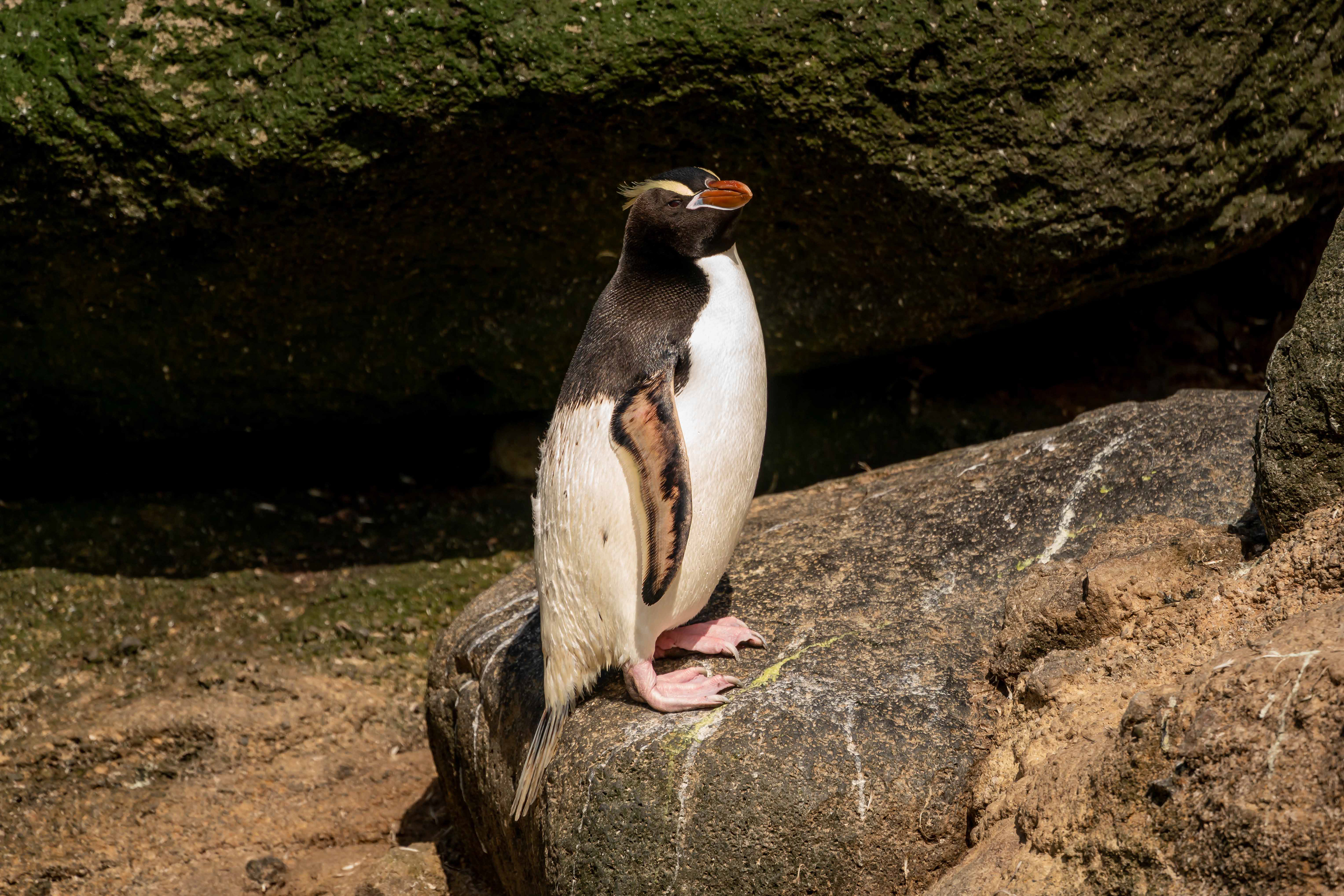 Erect-crested penguin