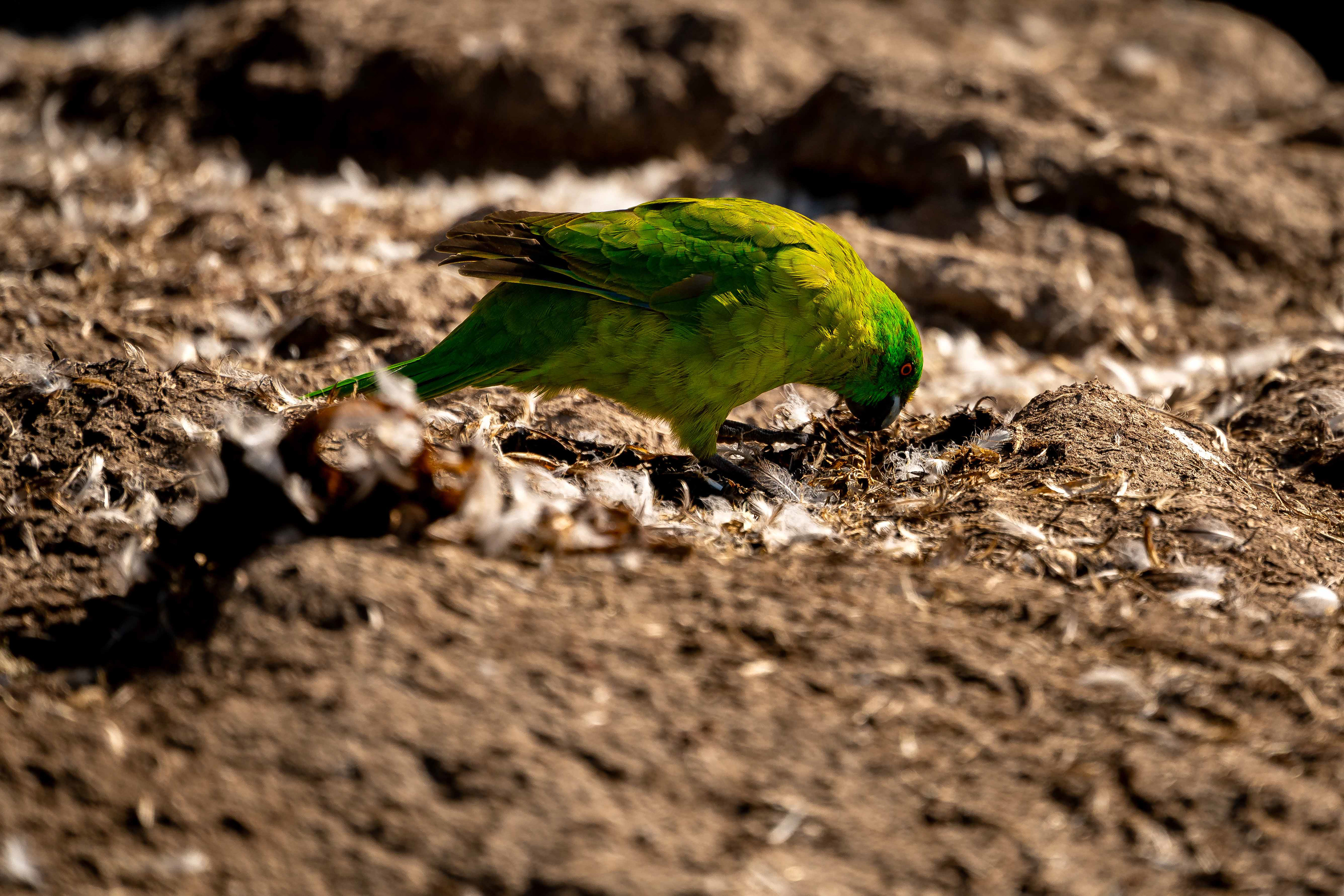 Antipodes parakeet