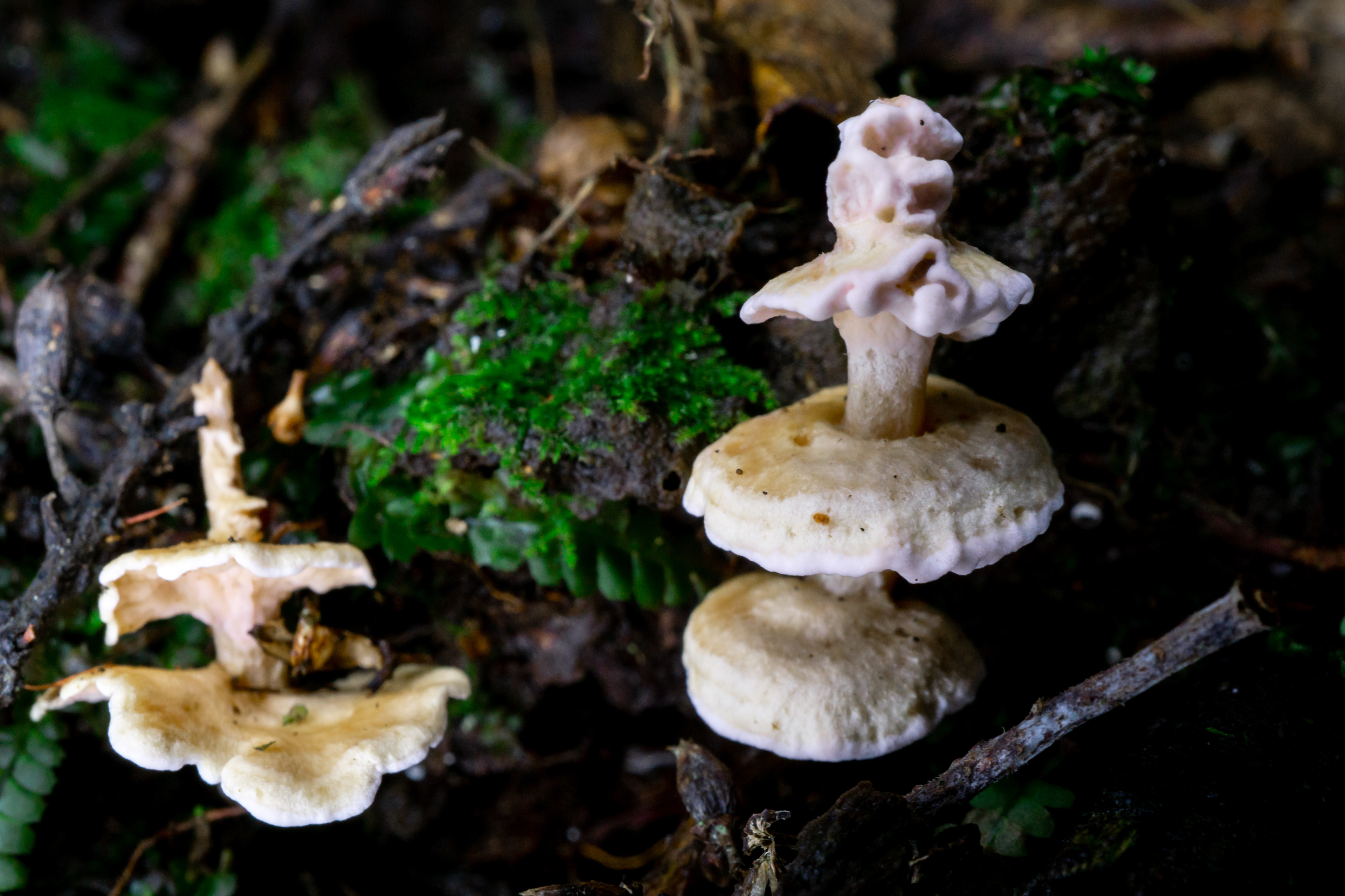 Pagoda Fungus, Seaward Bush - Invercargill, New Zealand