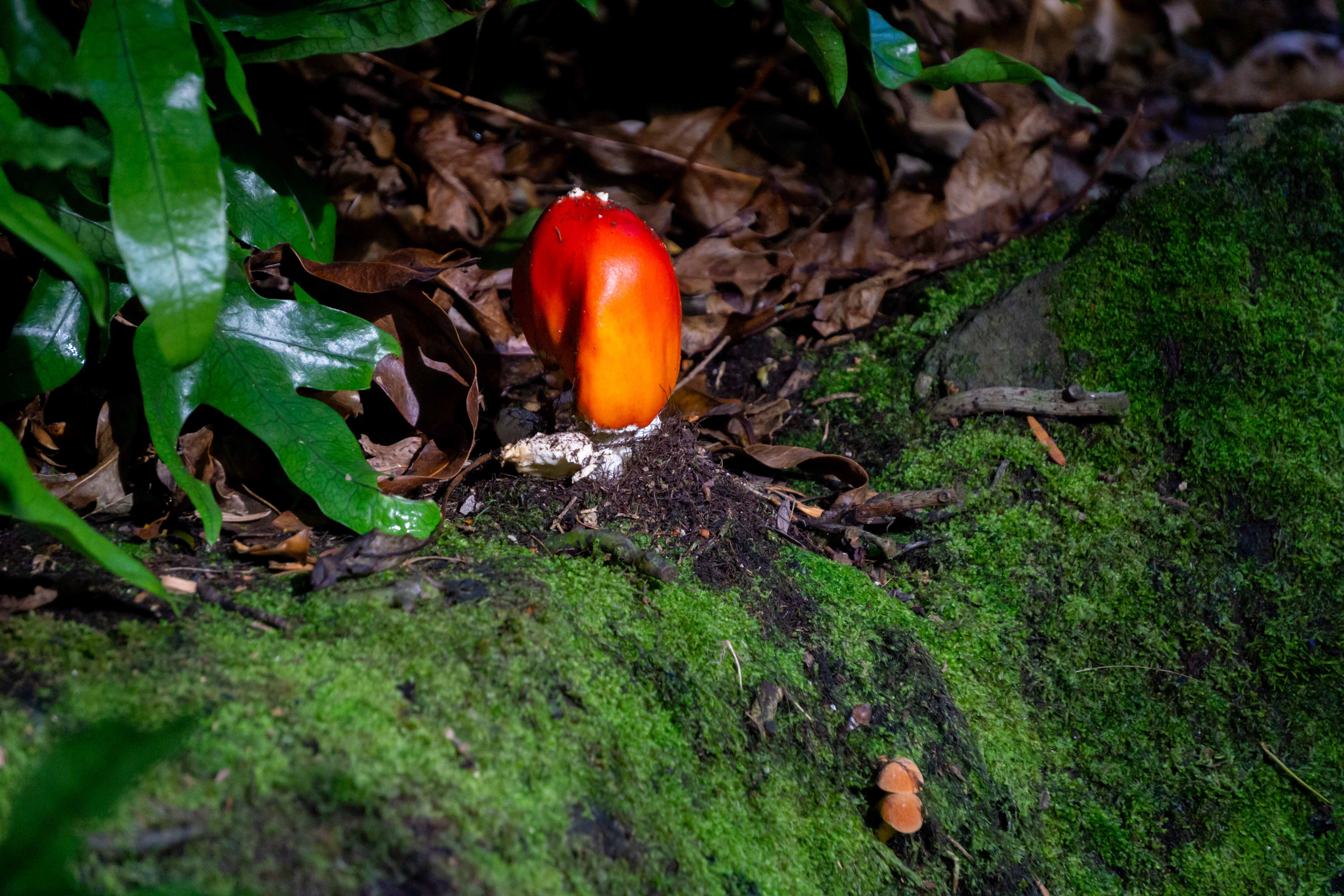 Fly agaric, Queens Park - Invercargill, New Zealand