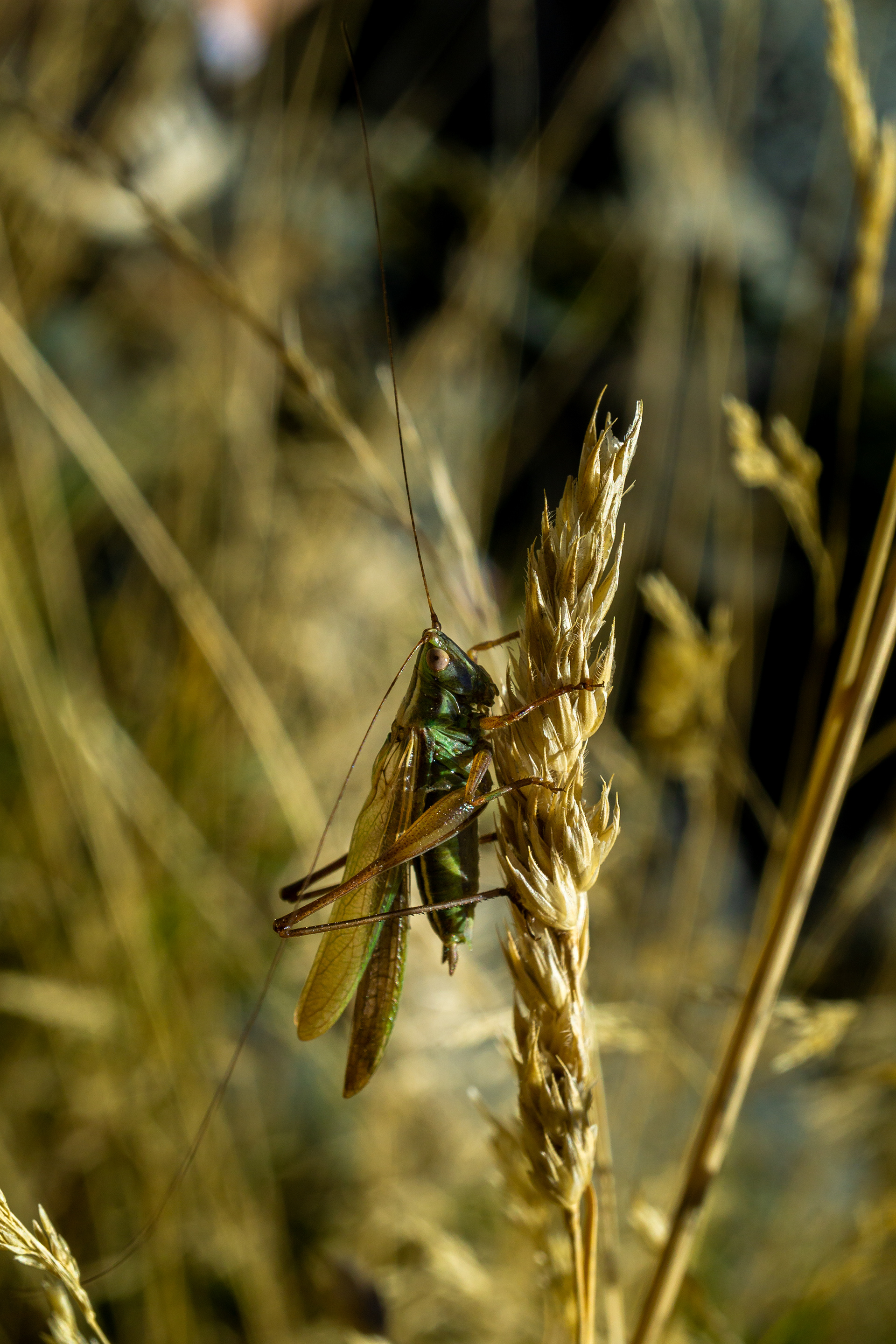 Glowing Green Grasshopper at Aoraki