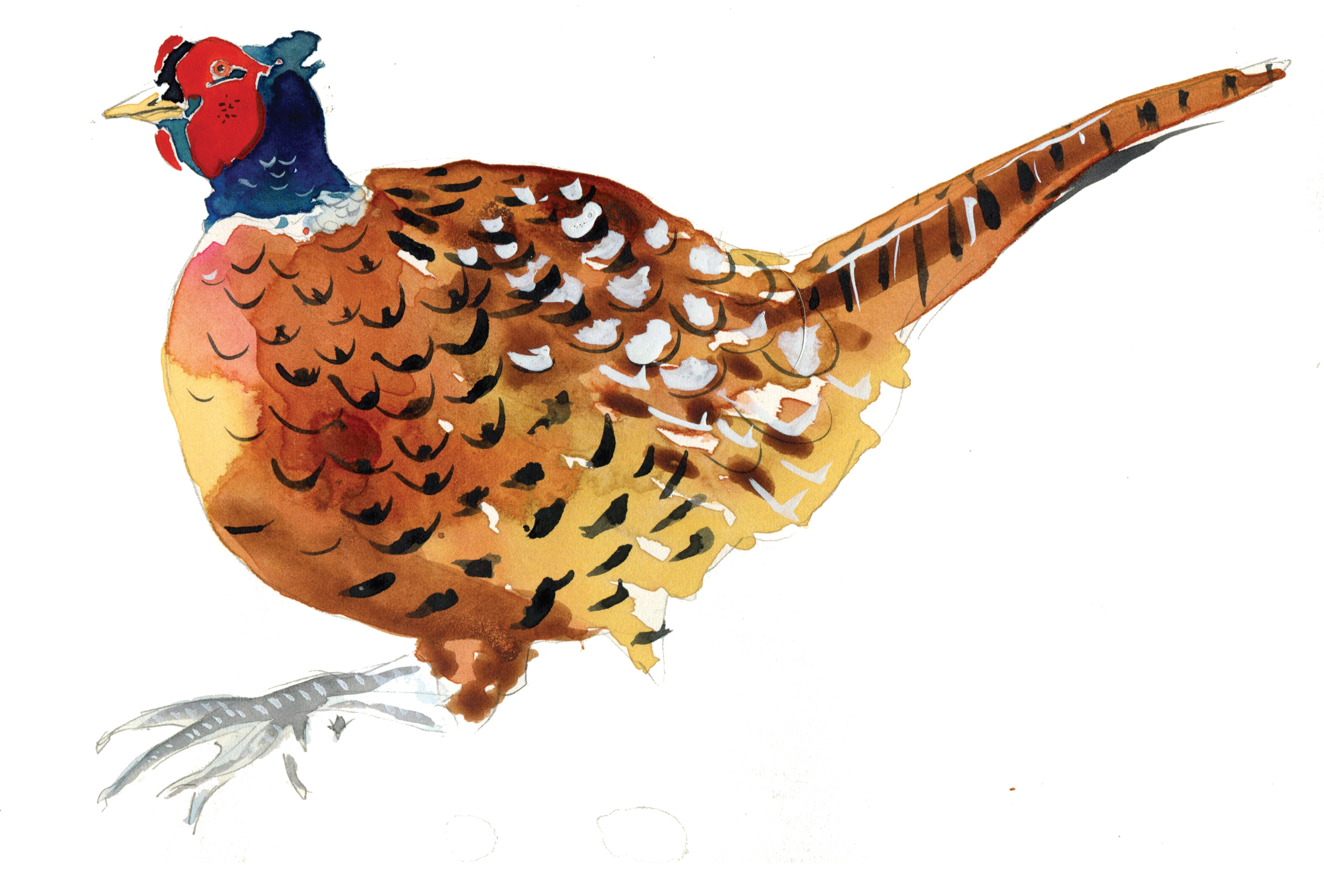 Watercolor pheasant