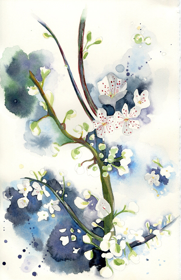 Spring blossom watercolour painting illustration