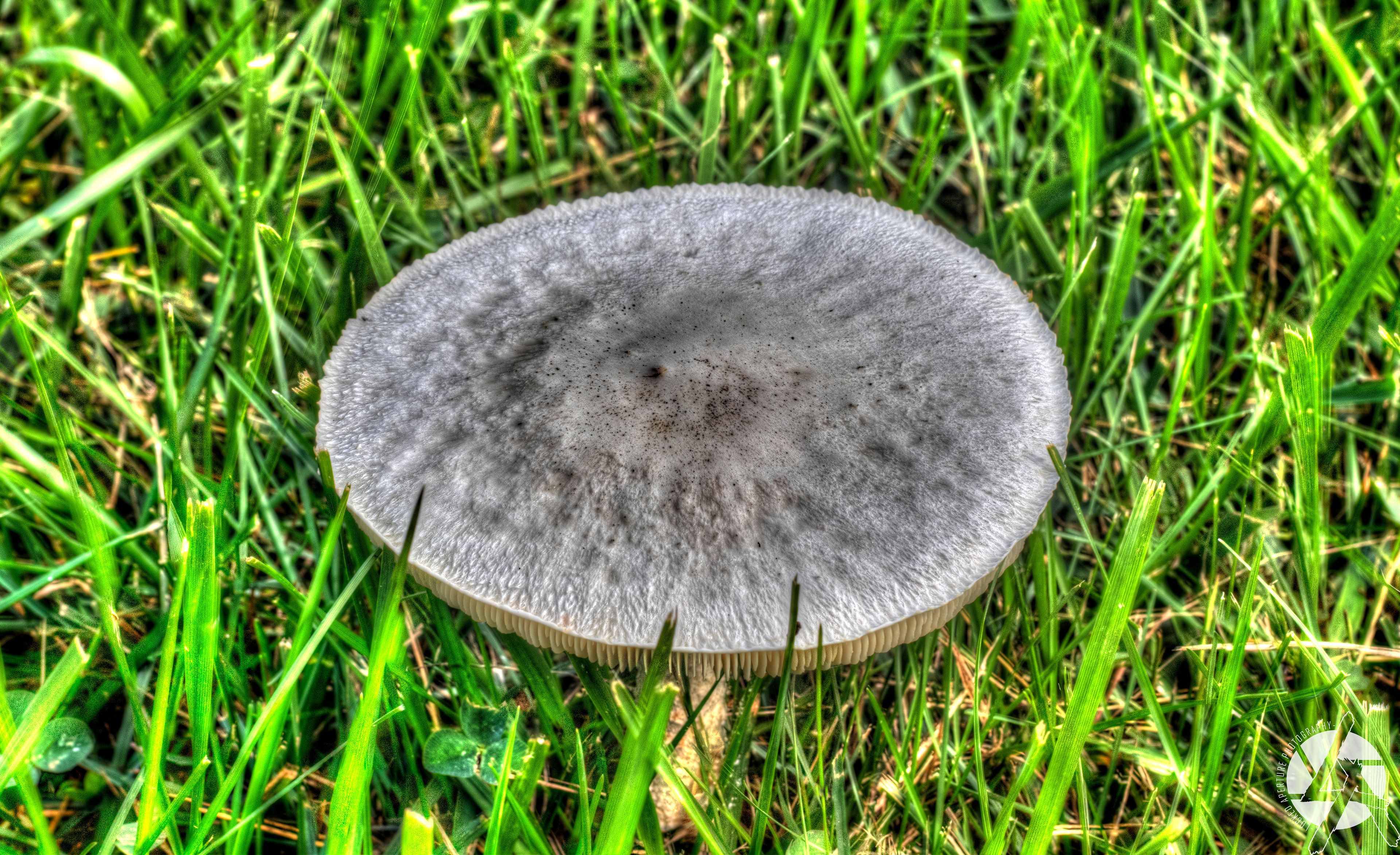 the Surreal Shroom '18