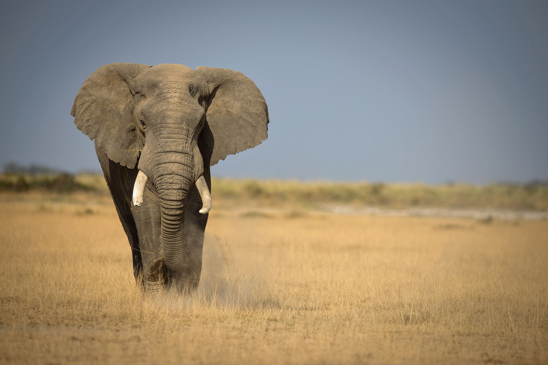 Elefant, Amboseli | Kenya