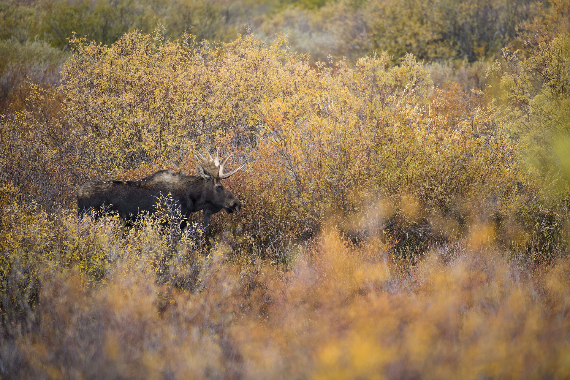 Elan | Grand Tetons
