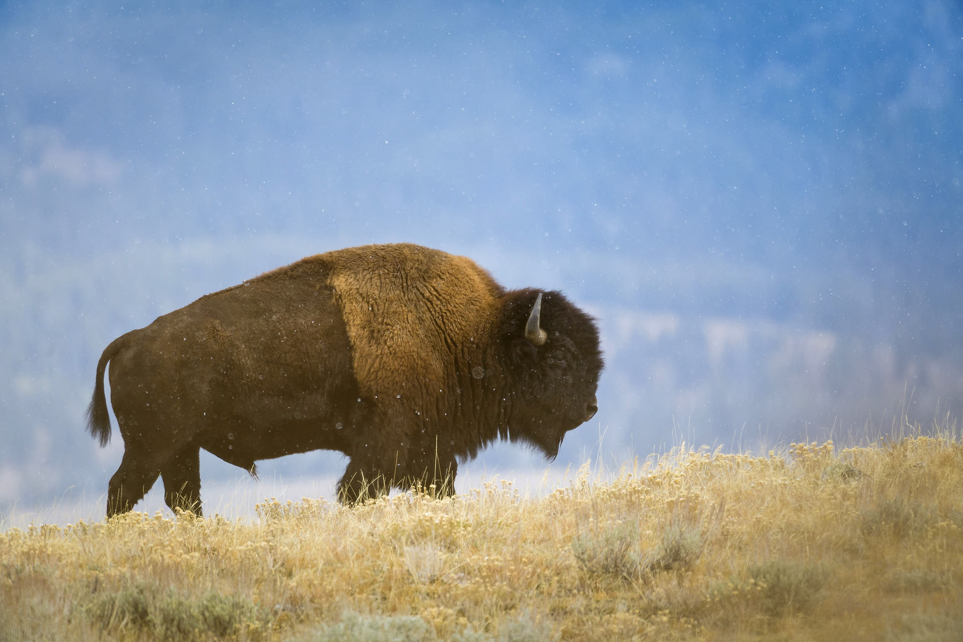 Bizon | Yellowstone