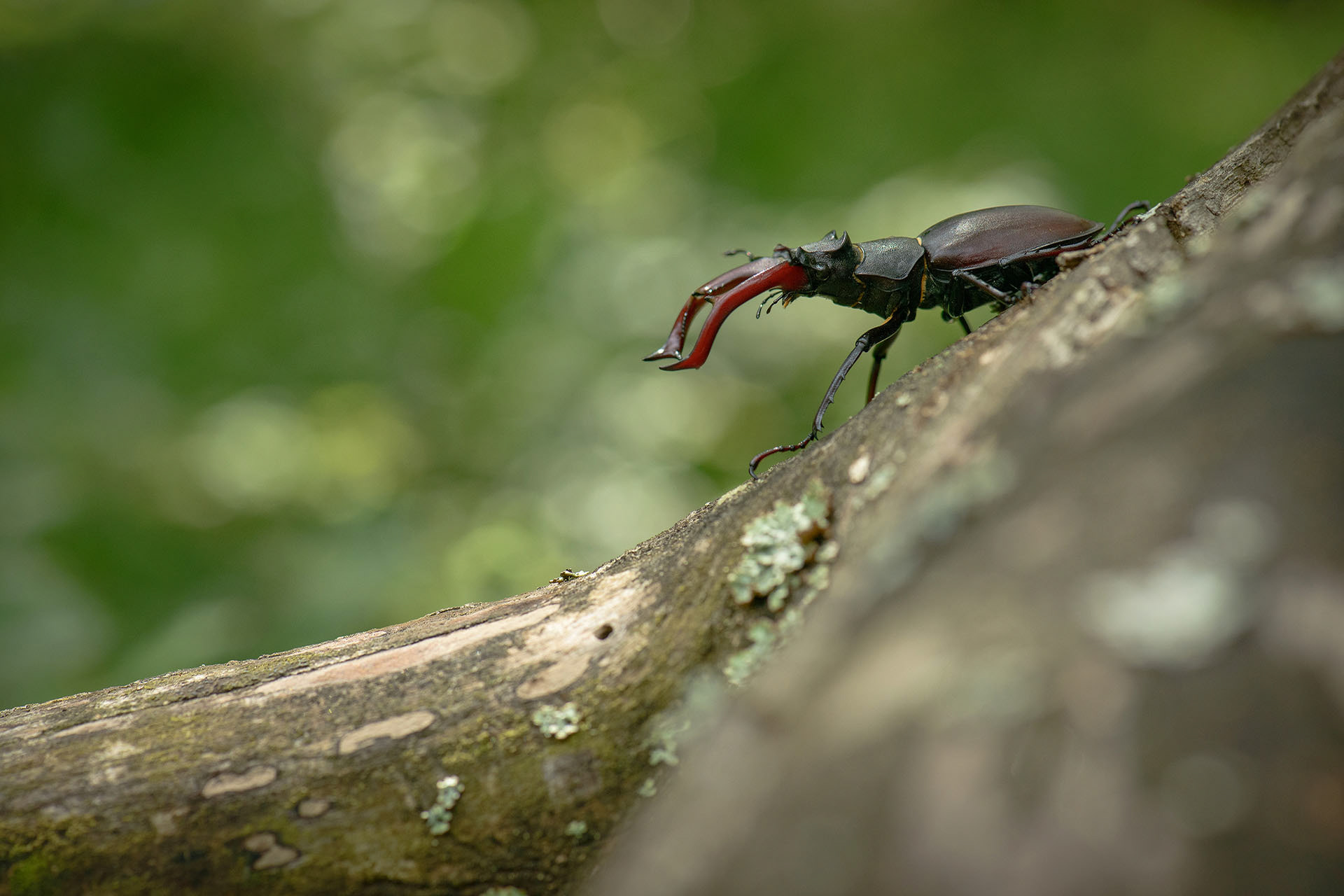 Rădașcă | Parcul natural Porțile de Fier