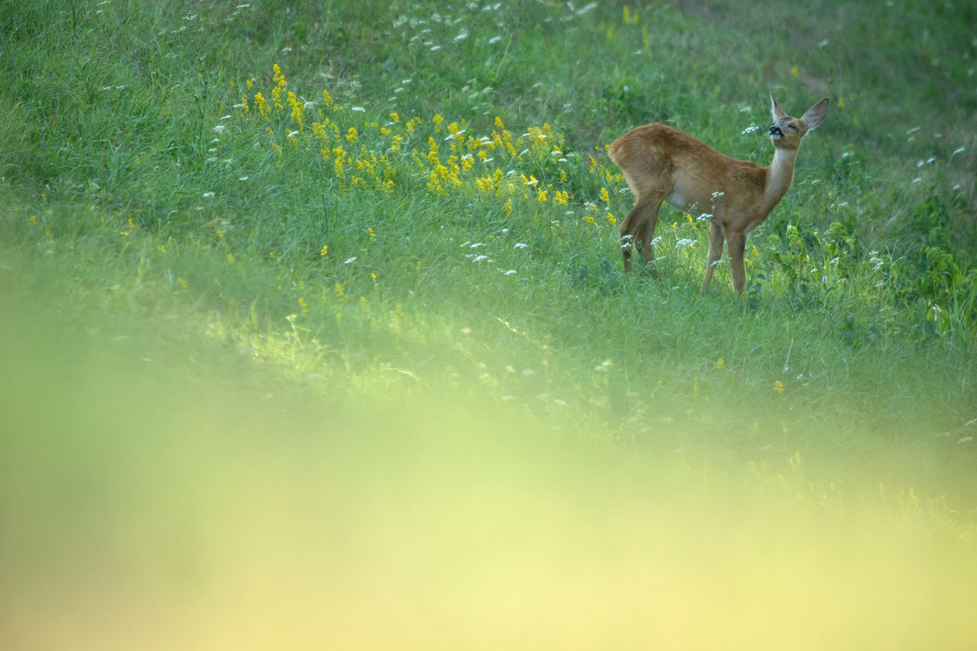 Căprioară | Parcul natural Lunca Mureșului