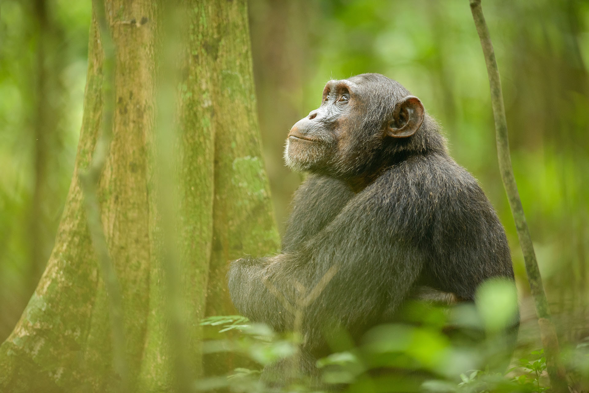 Cimpanzeu, Kibale | Uganda