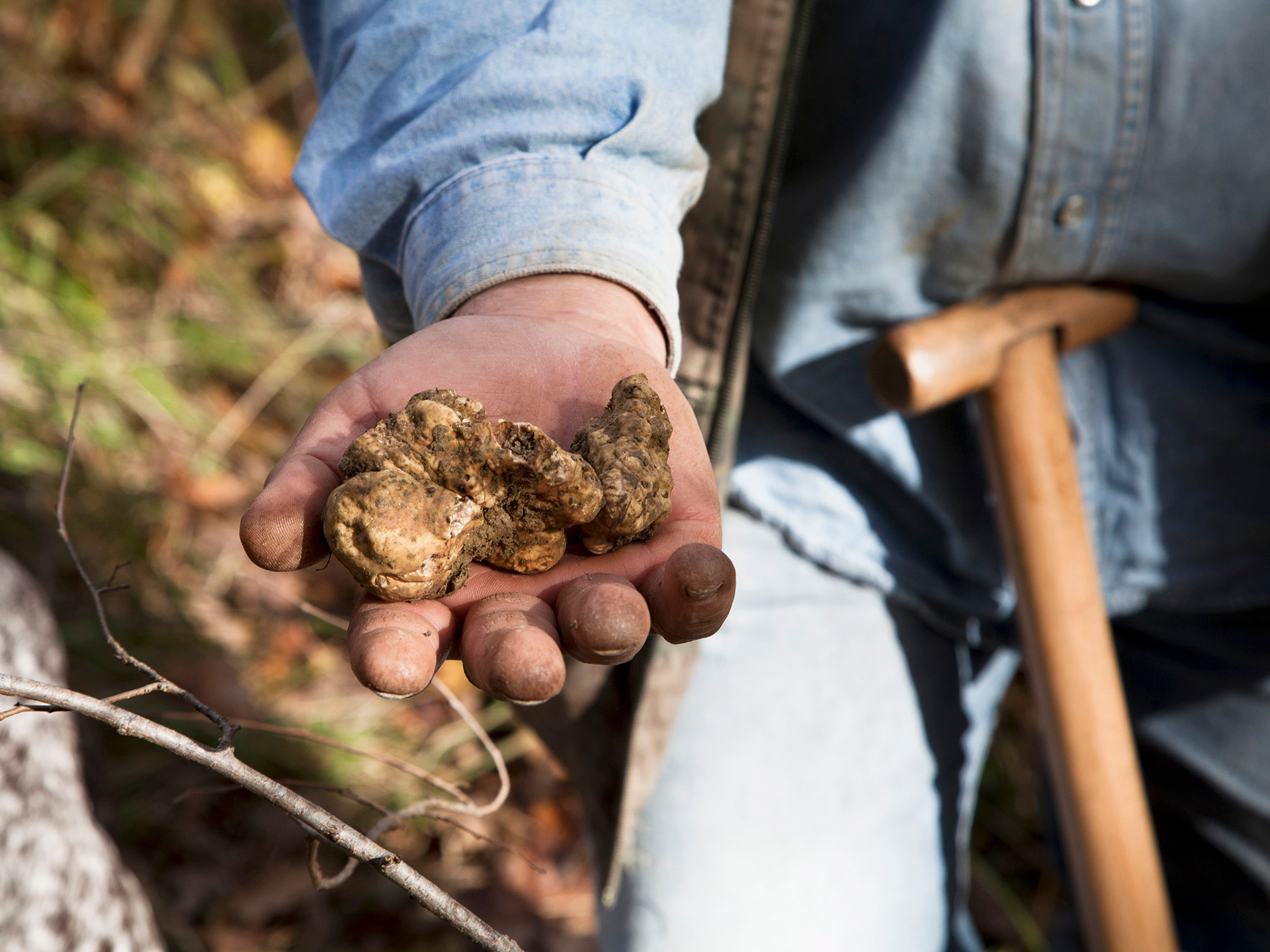 White truffles