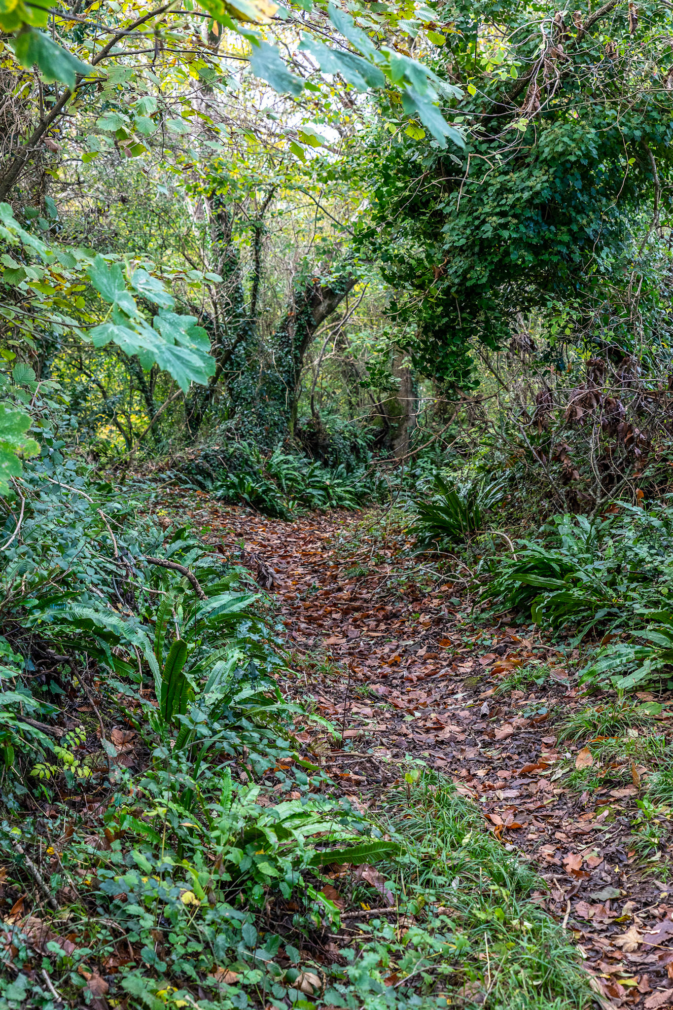 Le chemin creux qui mène à Kerveur Izella dans l'anse de l'Odet.