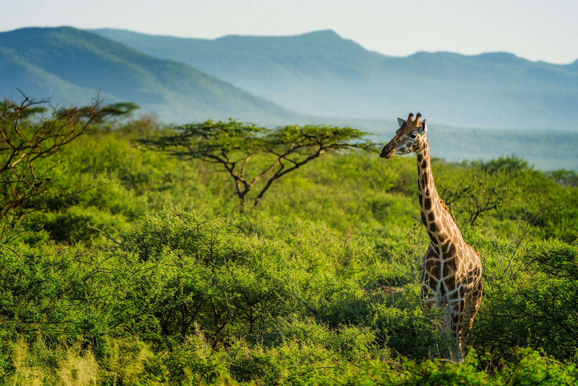Lever de soleil sur une des 500 dernières girafes de Rothschild dans le sanctuaire de Lake Baringo