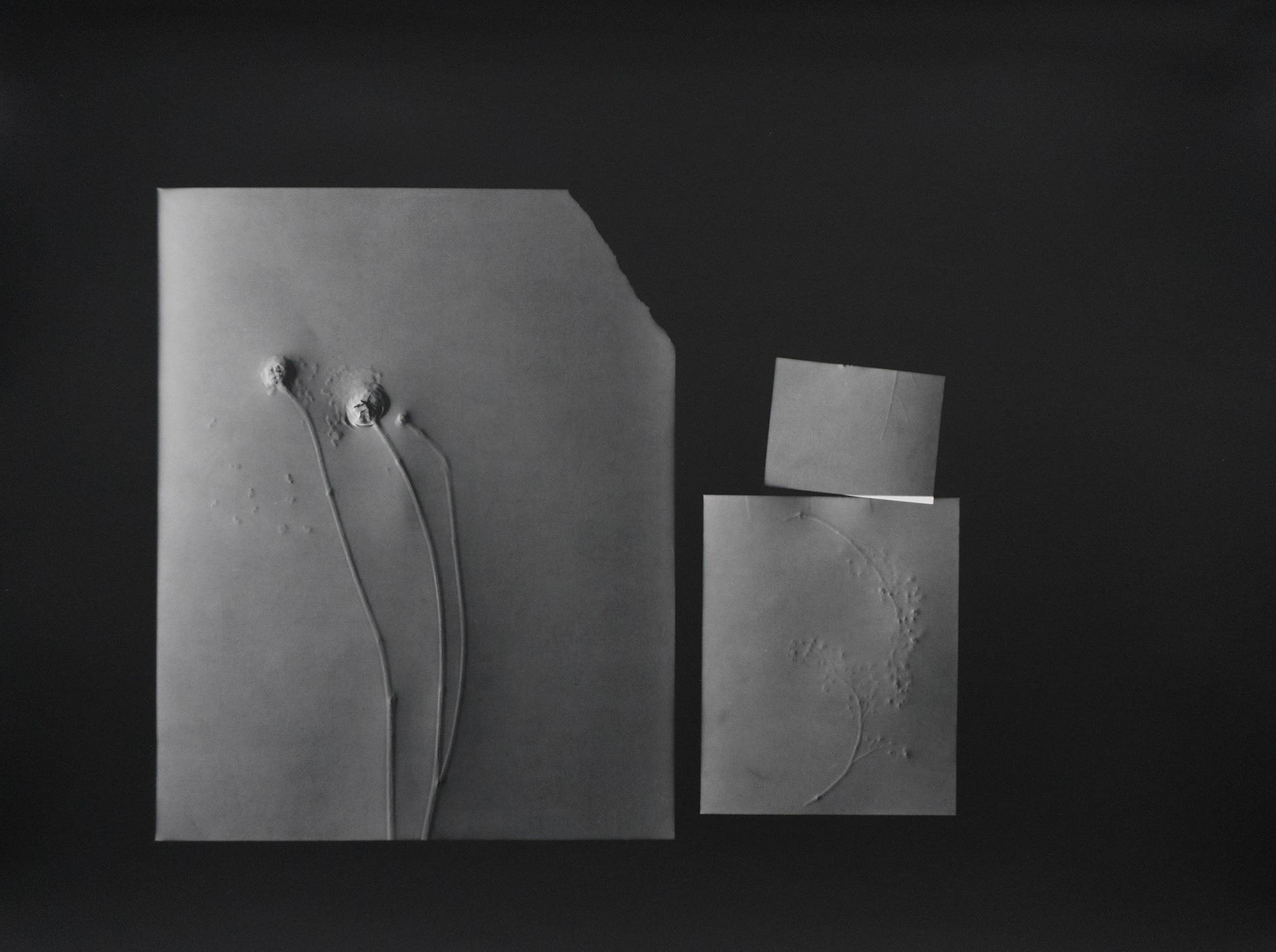 Aide Memoire, 2018, unique photogram, 16"x20"