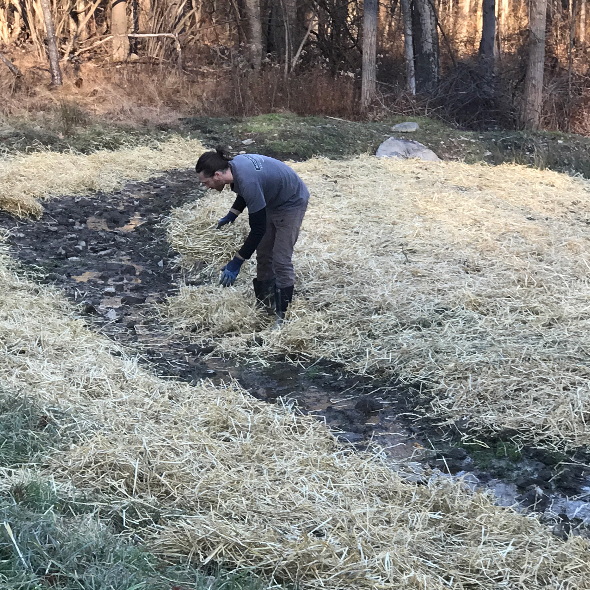 Introducing native wet meadow plants through seed mixes along the new swale.