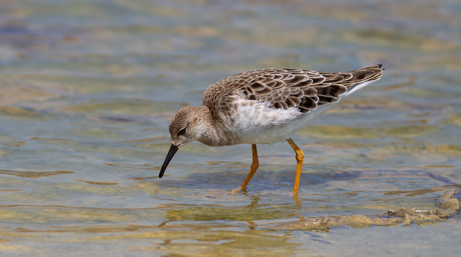Ruff - Calidris pugnax