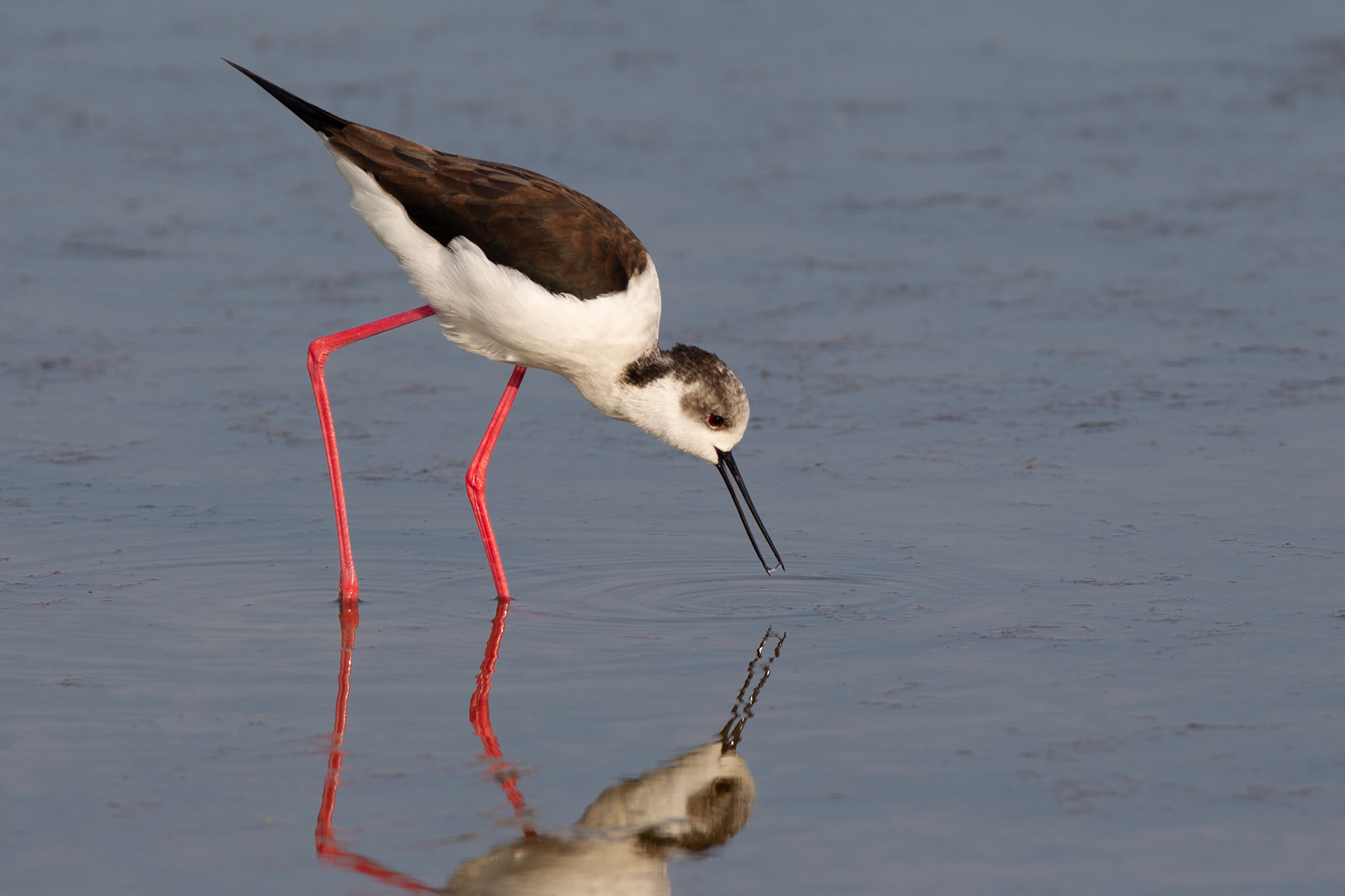 Black-winged Stilt - Himantopus himantopus