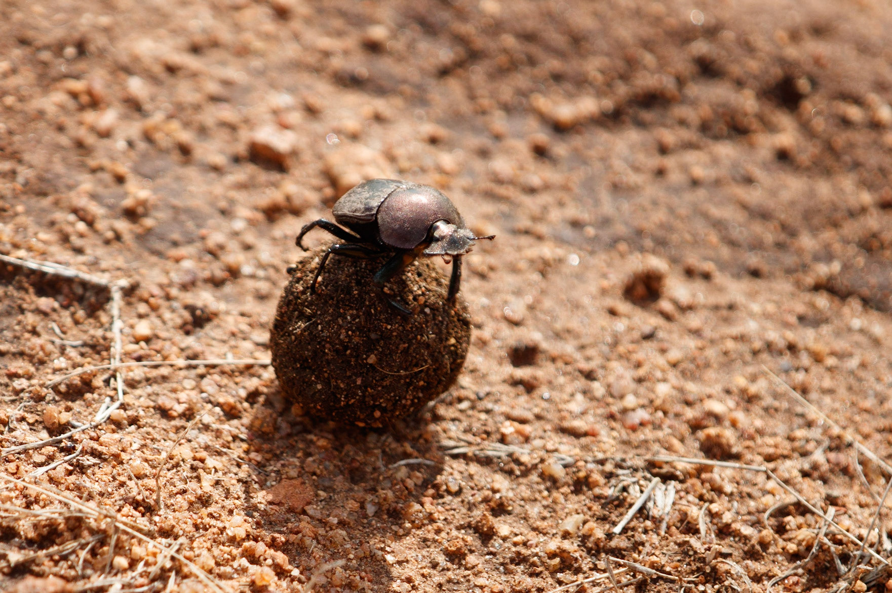Dung beetle