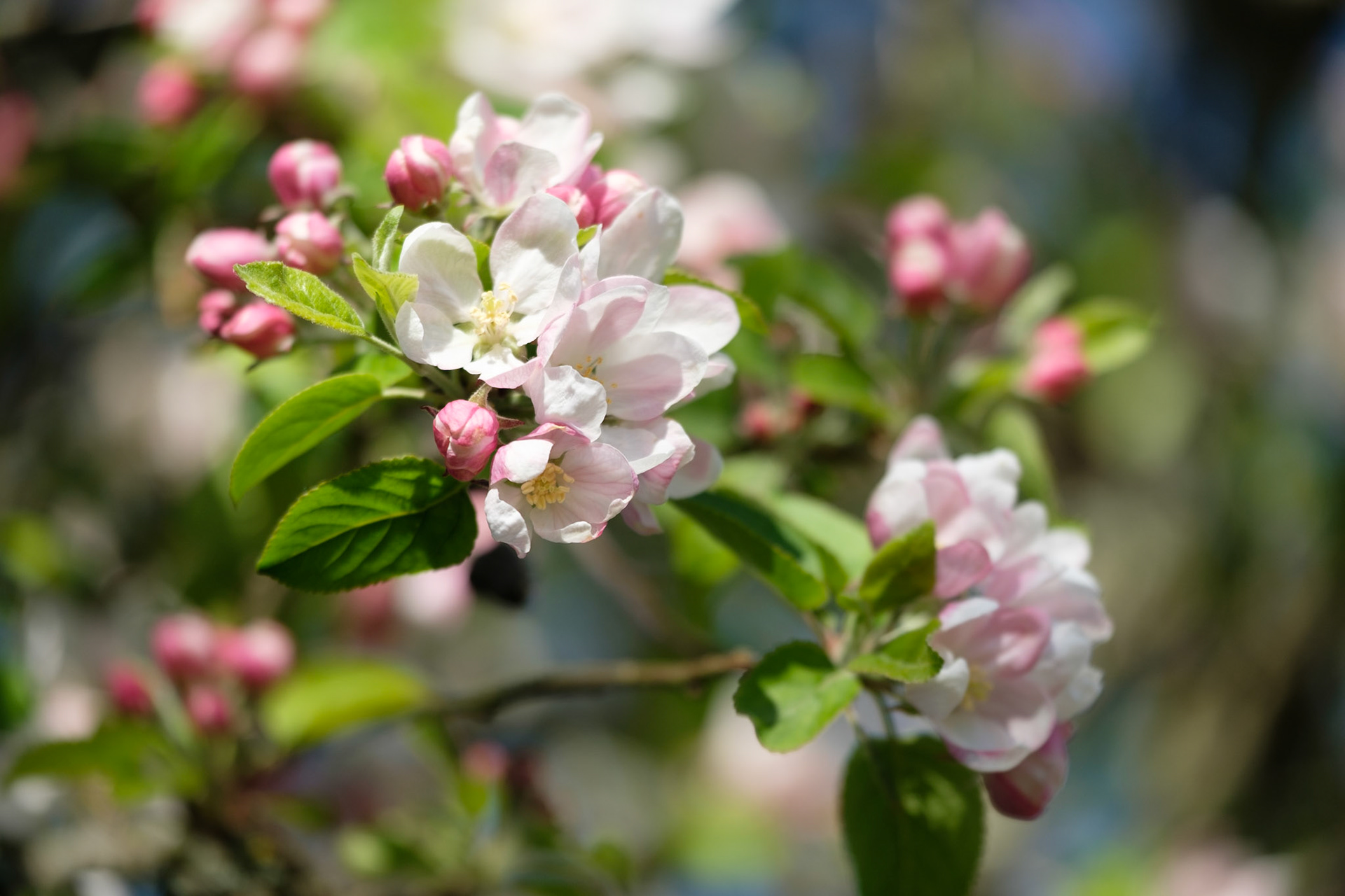 Apple blossom