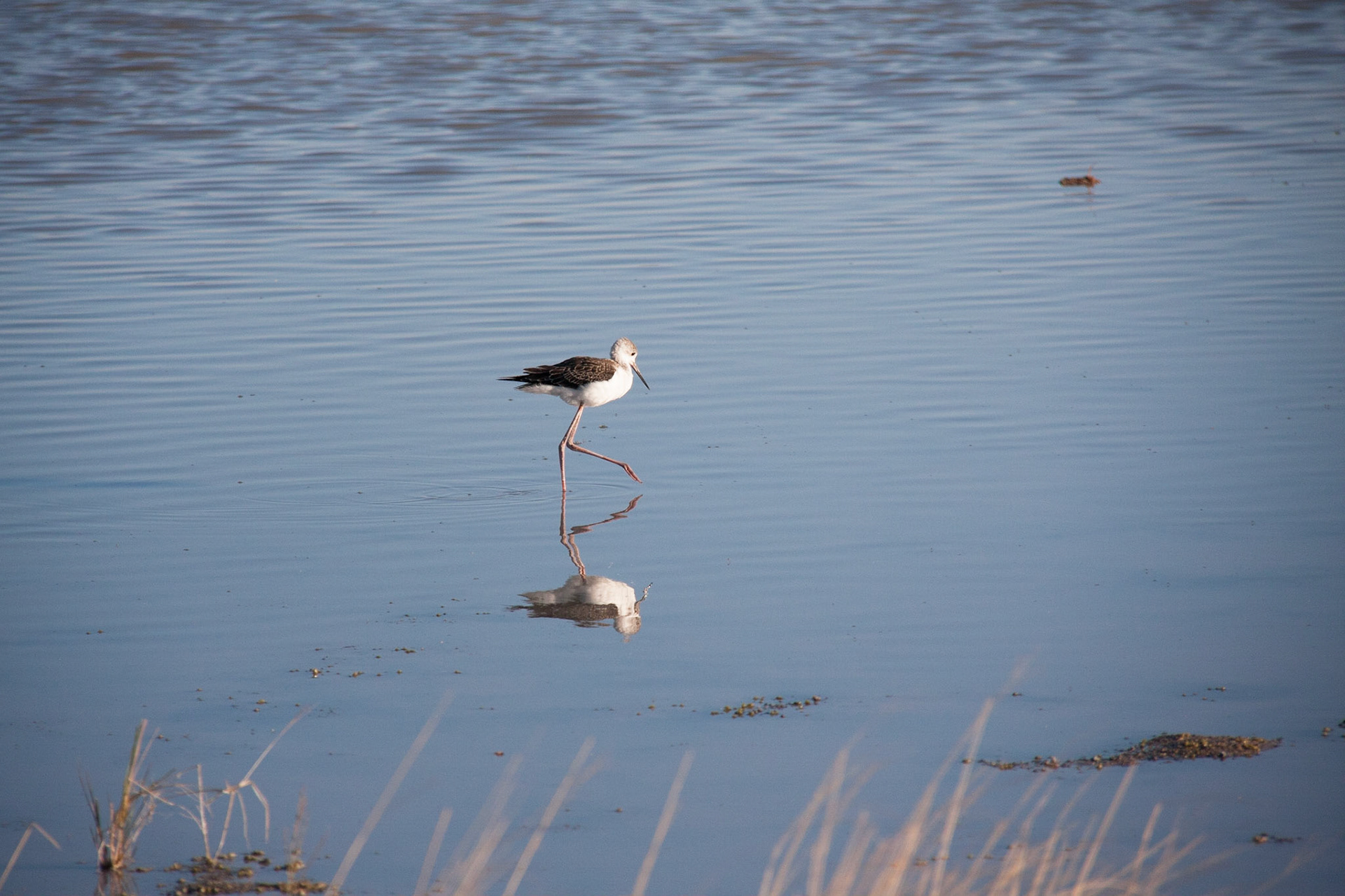 White fronted plover