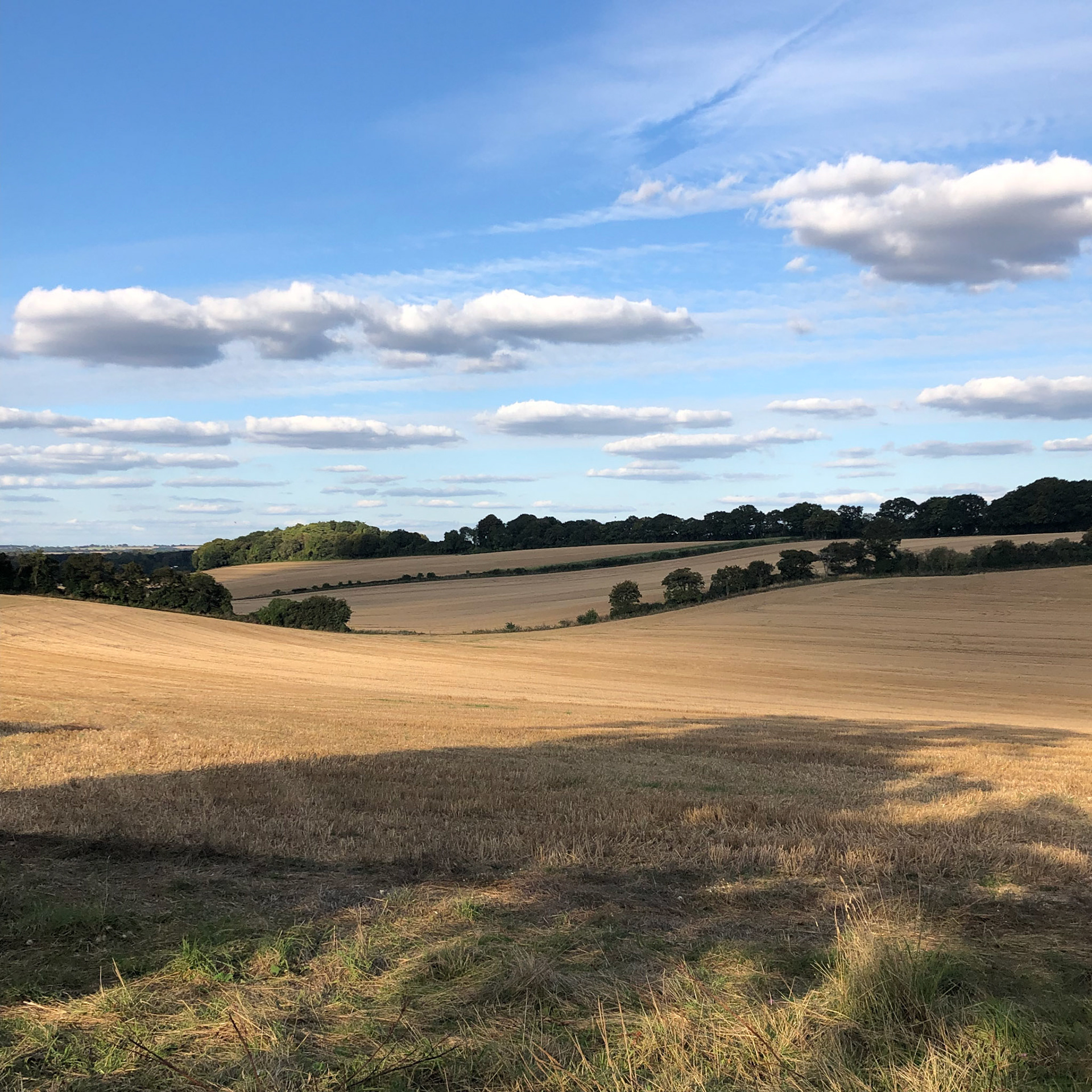 Fields near Tichborne
