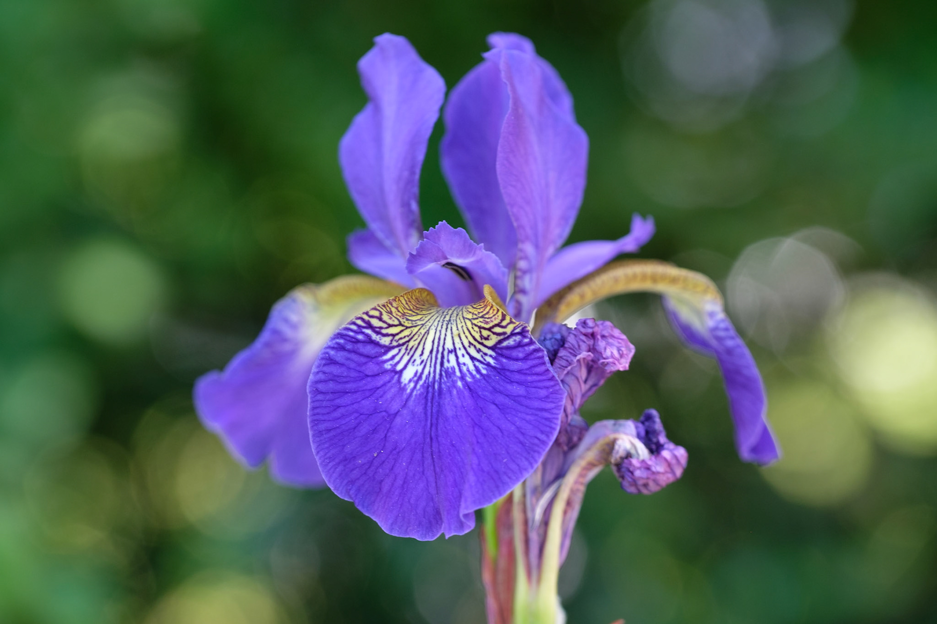 Iris (side border)