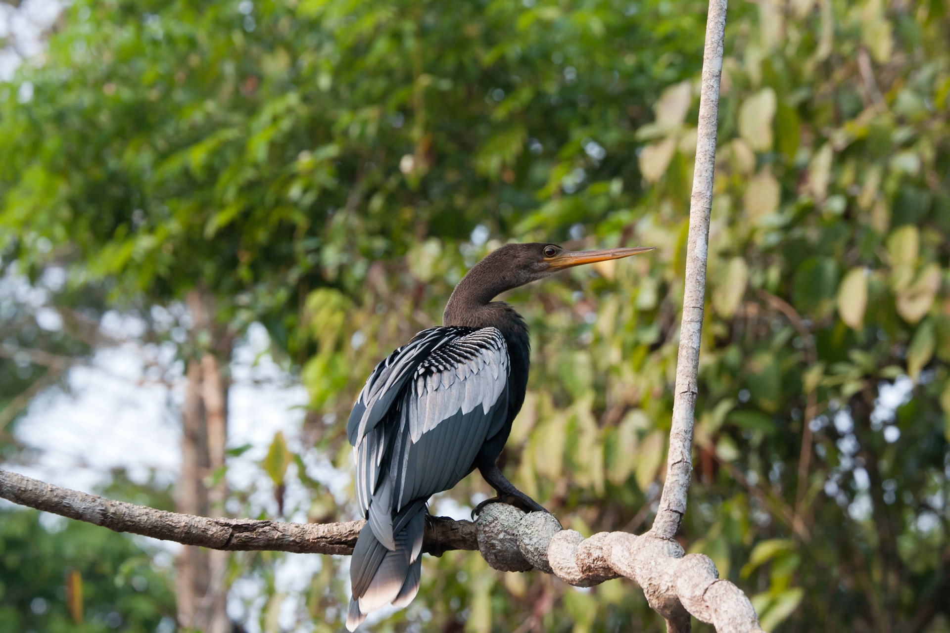 Male anhinga
