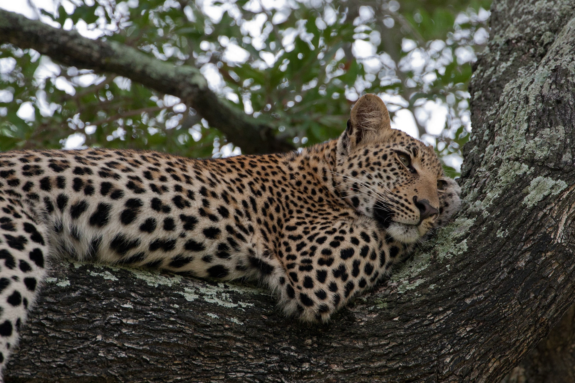 Female leopard cub
