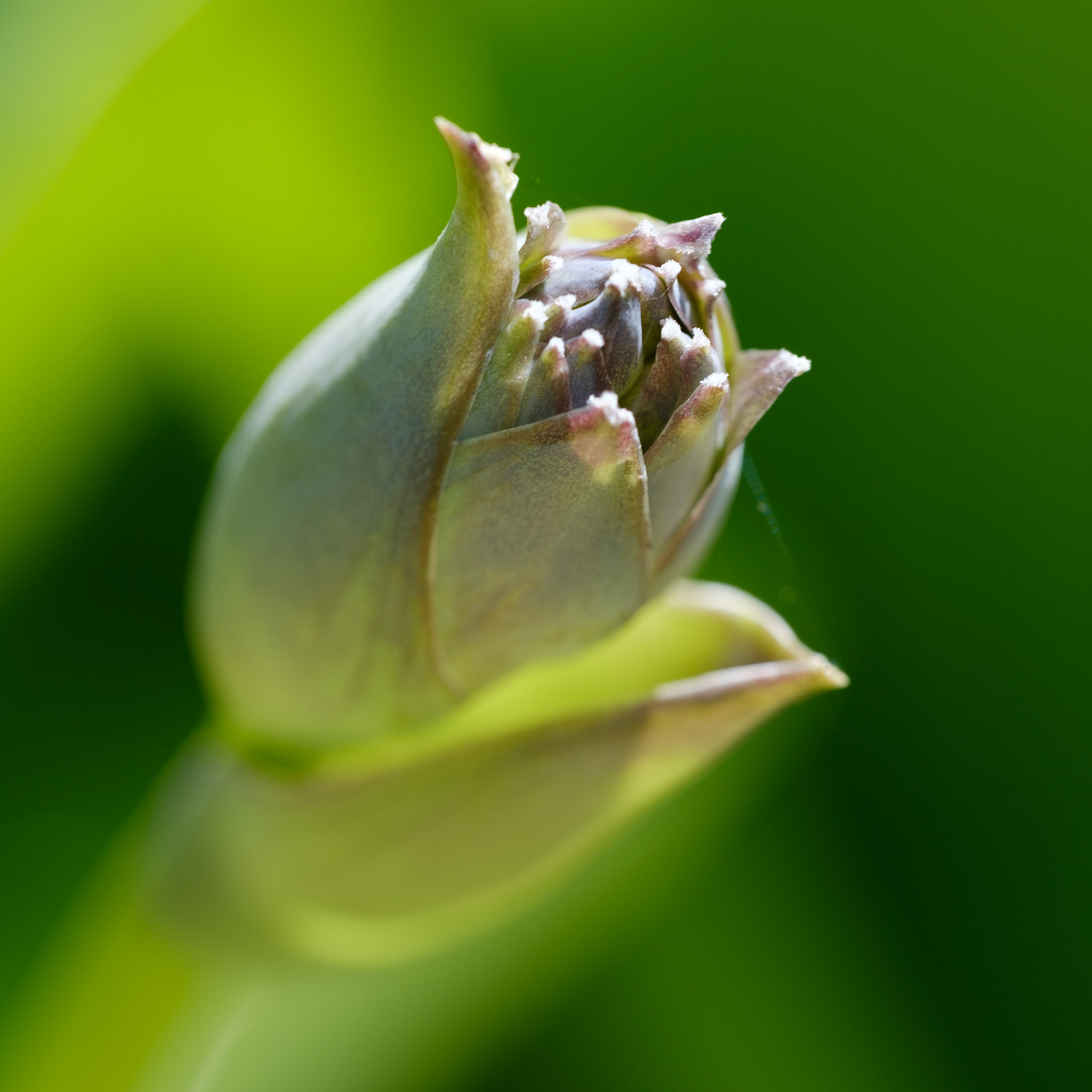 Hosta bud