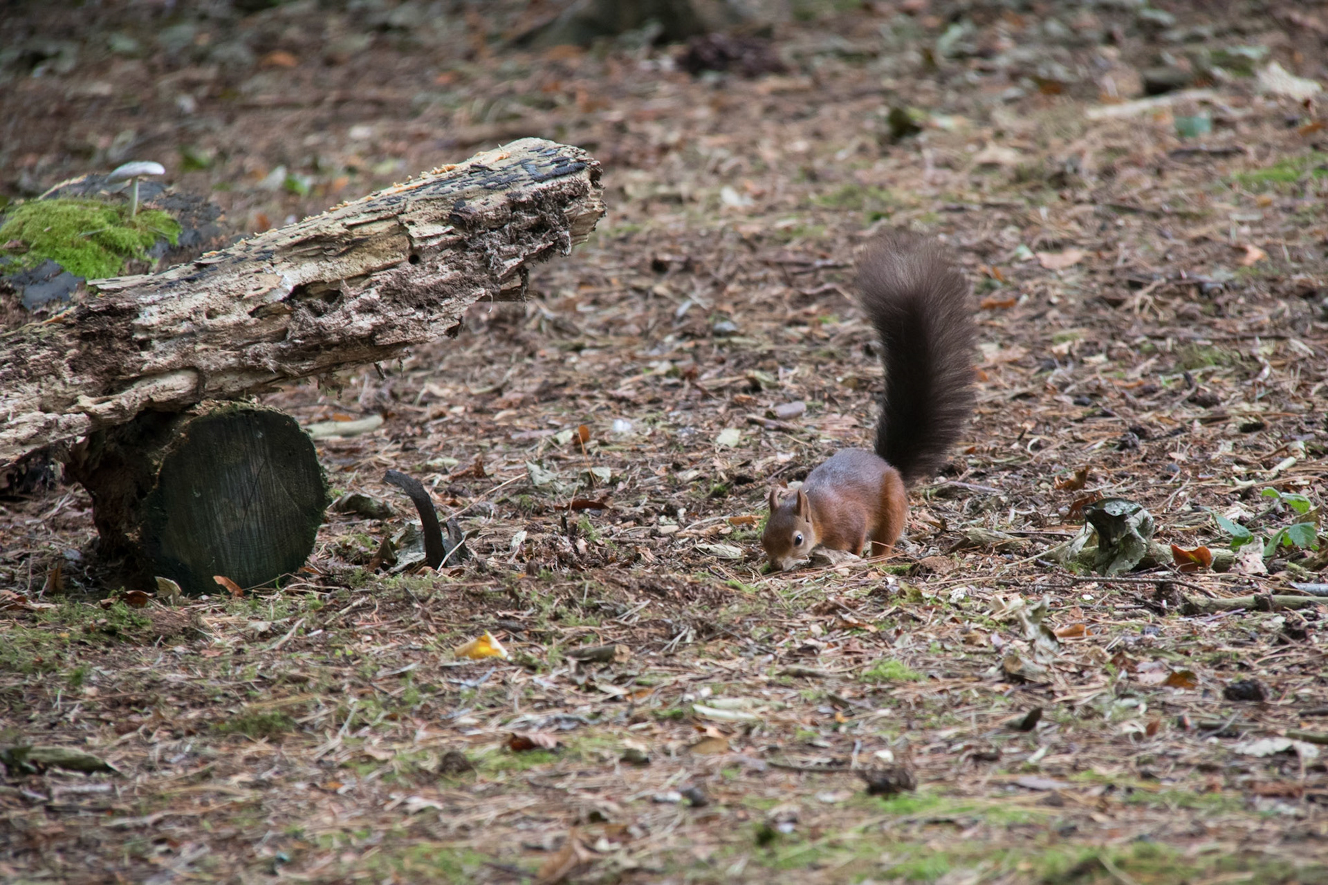 Red squirrel in the woods, Brownsea Island