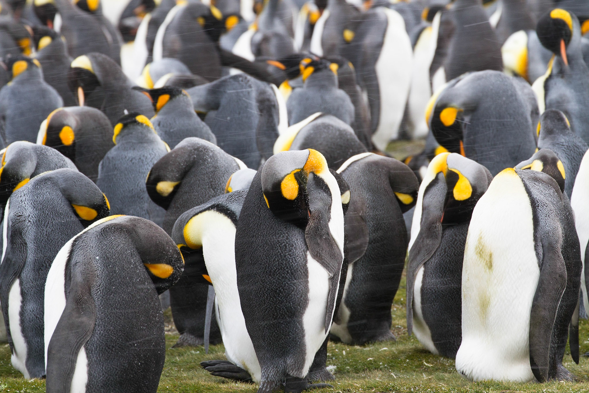 King penguins in a snow storm