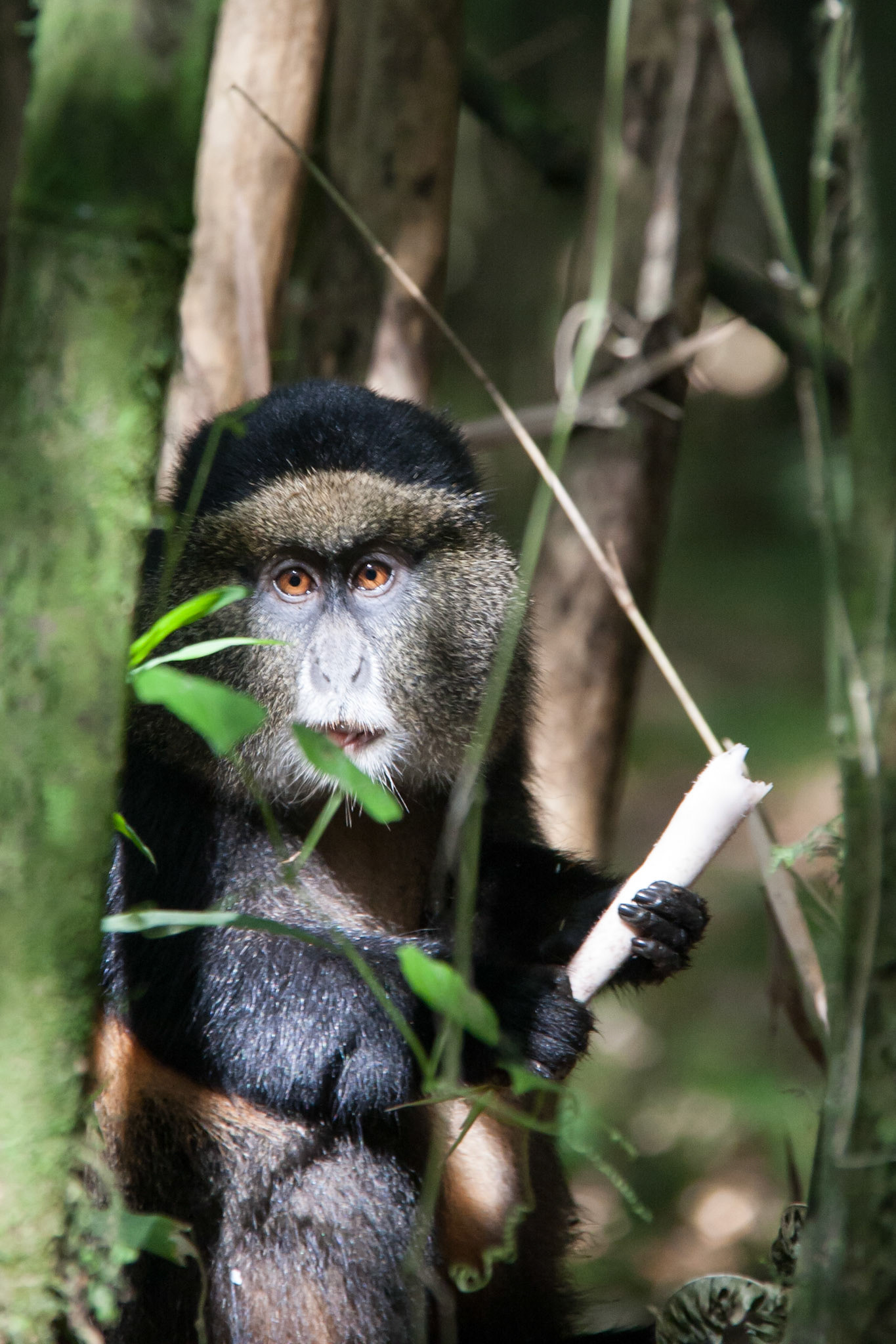 Golden monkey eating bamboo shoots