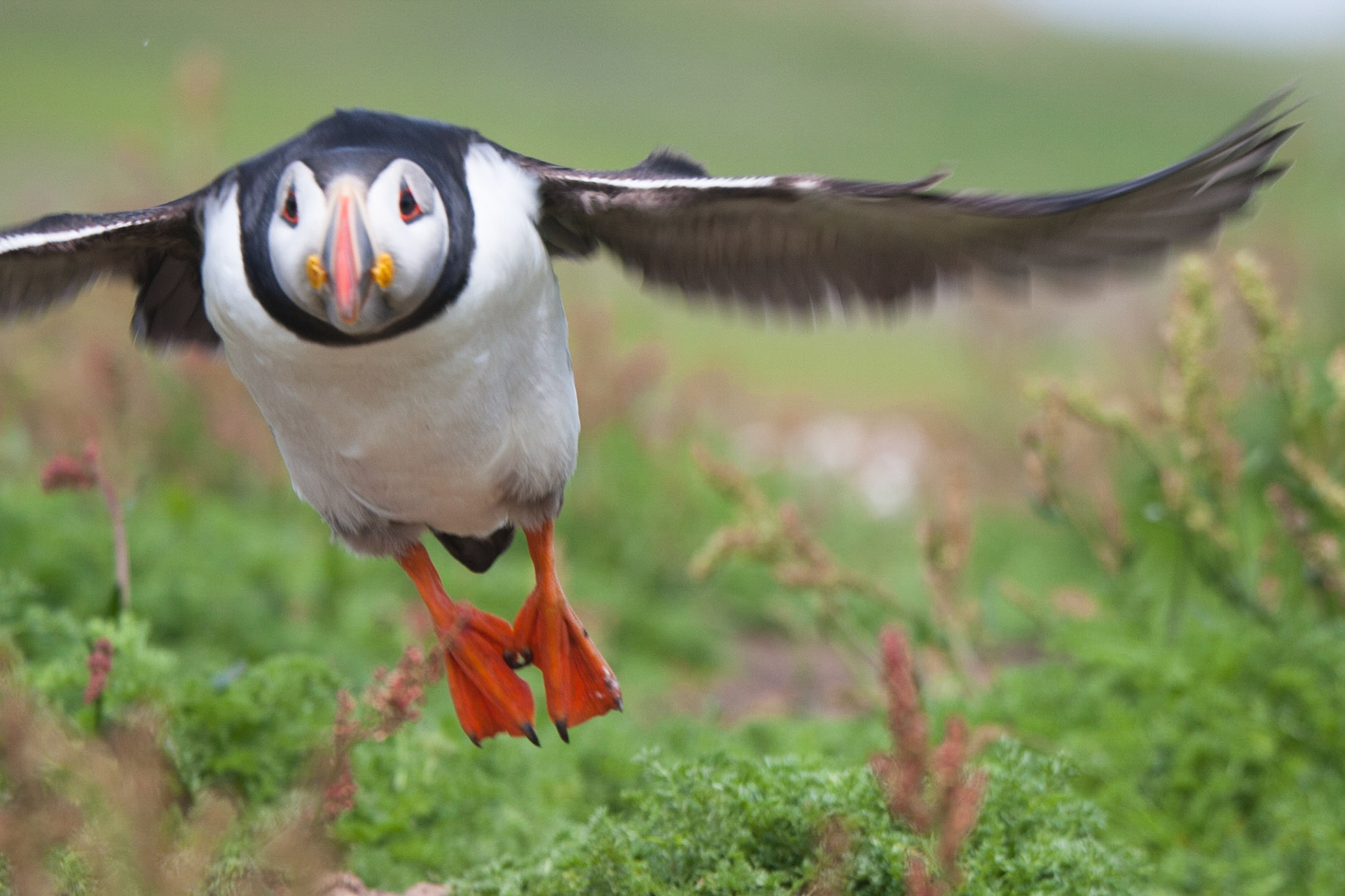 Puffin in flight