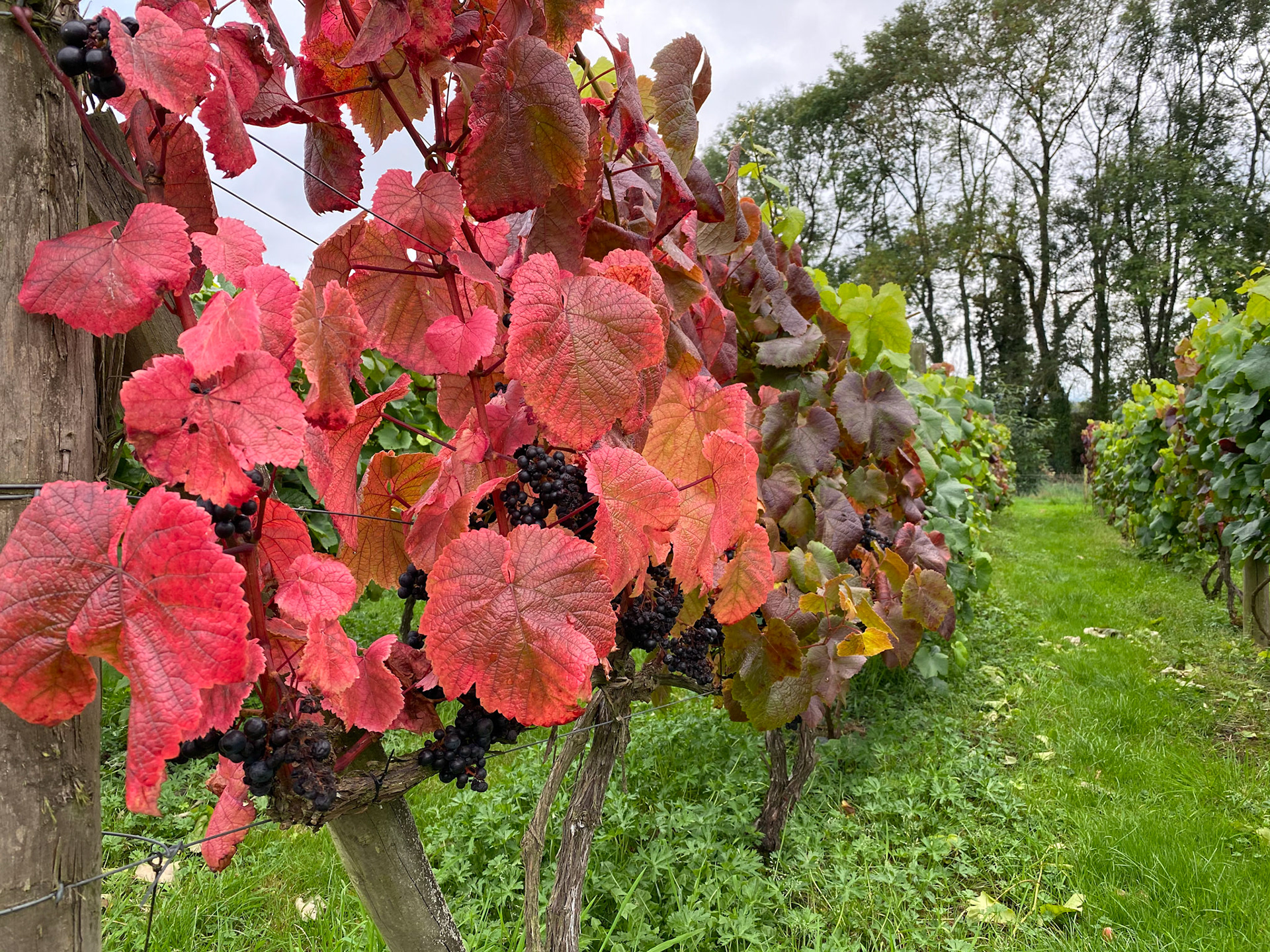 Rondo grape vines, Ten Acres Vineyard