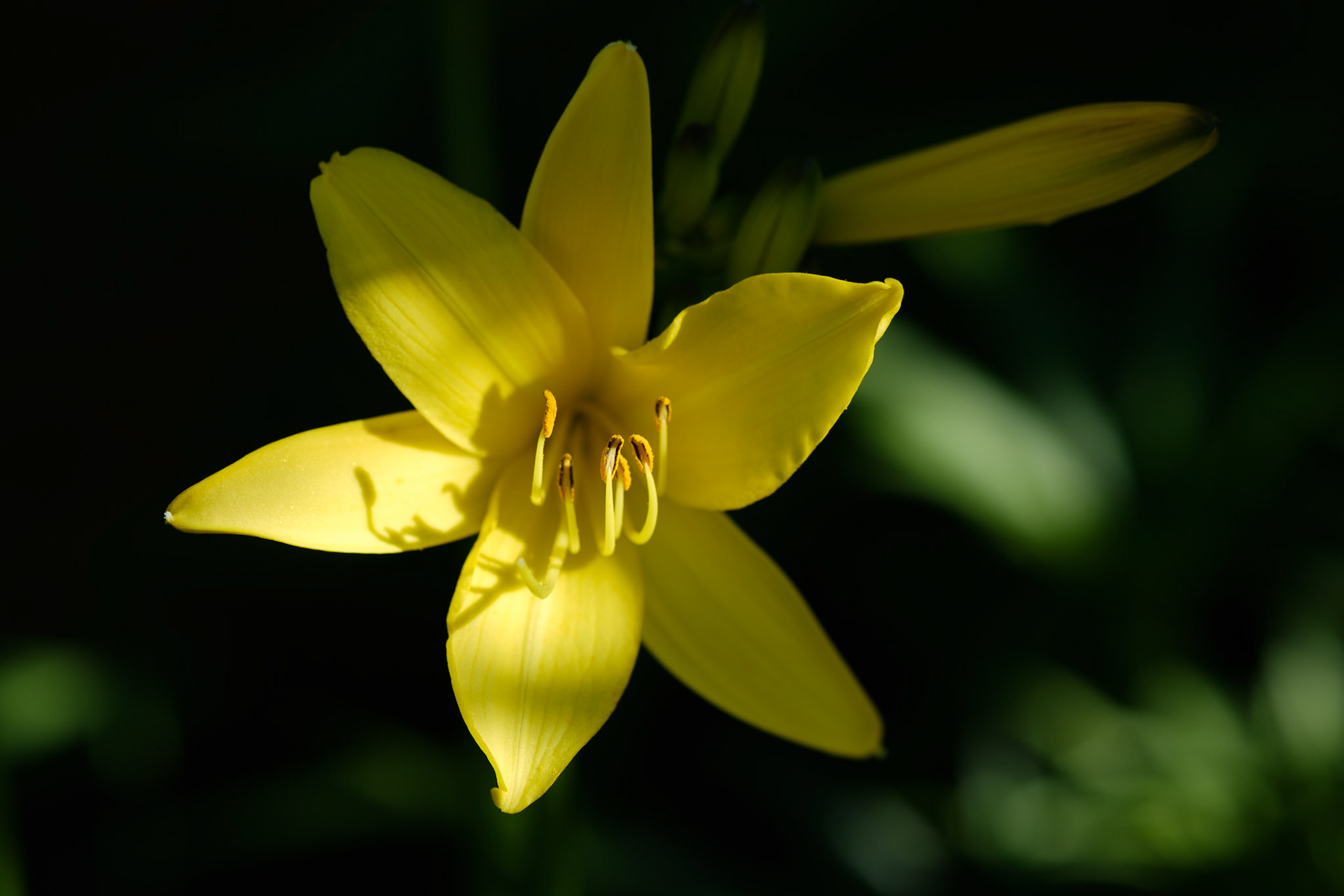 Hemerocallis (curved bed)
