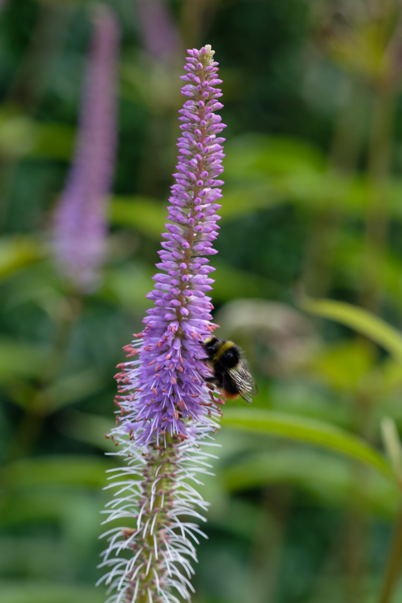 Red tailed bumble bee
