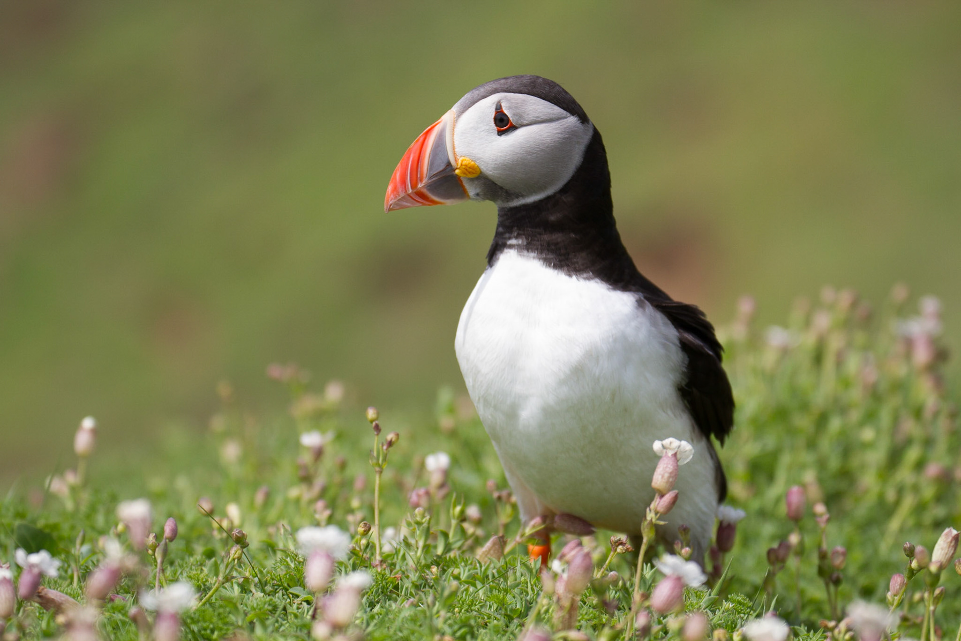 Puffin