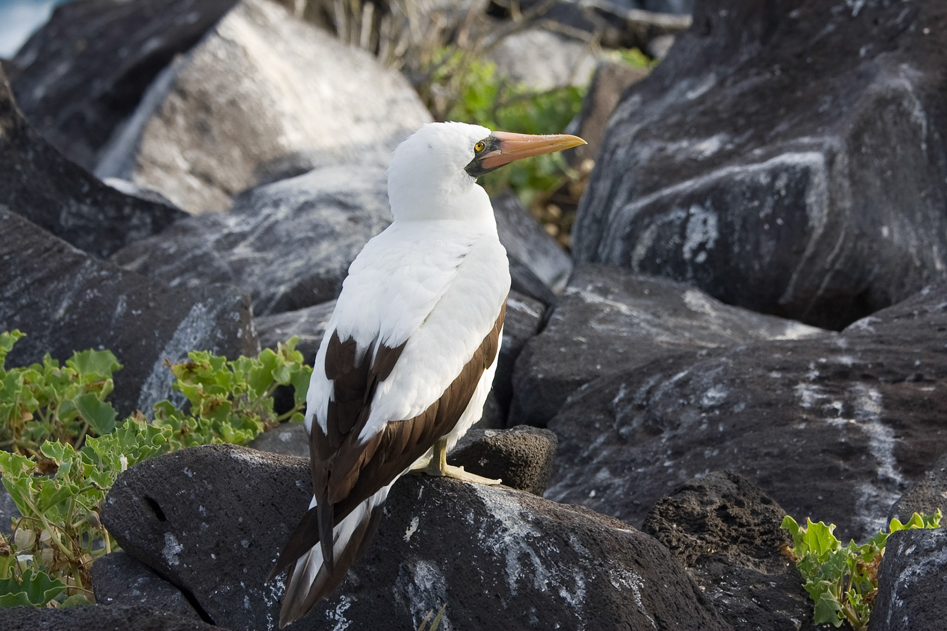 Nazca booby