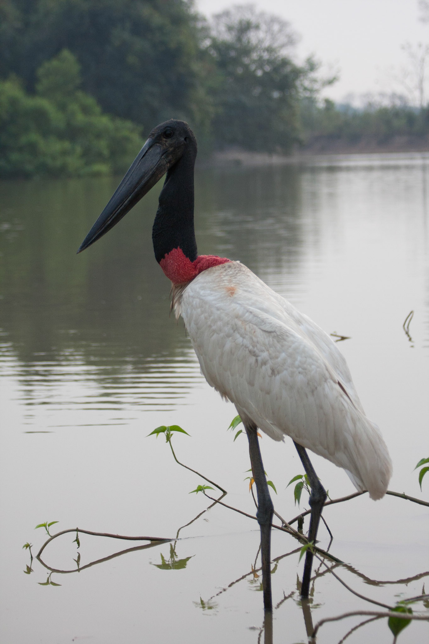 Jabiru stork