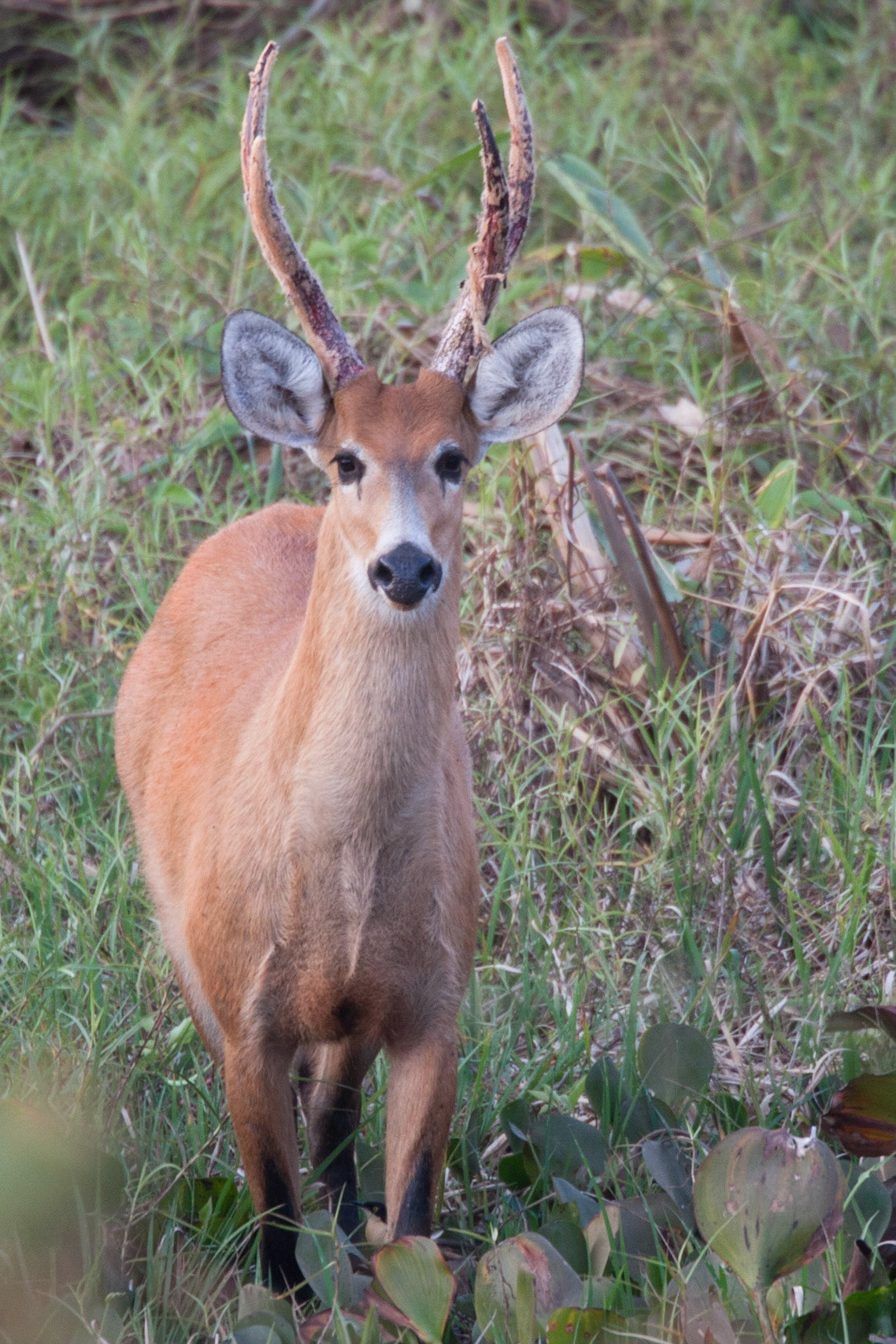 Marsh deer